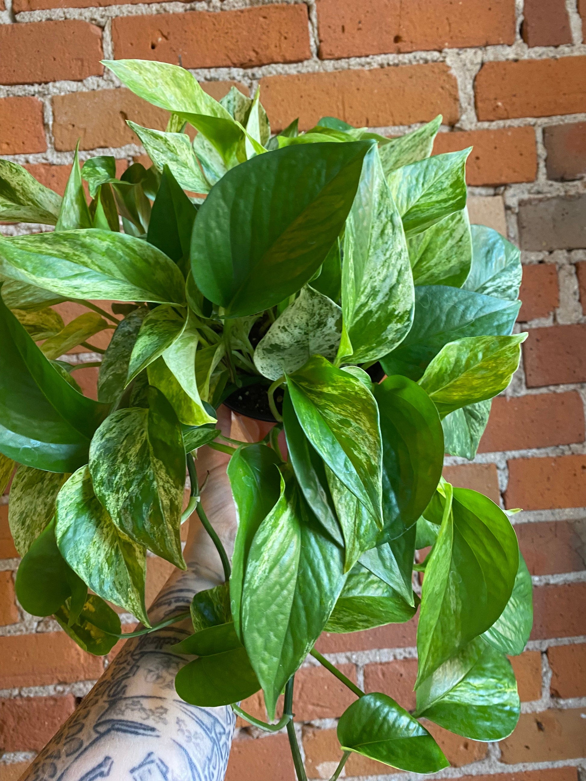 Plant Goals Plant Shop 6" Pothos Marble Queen