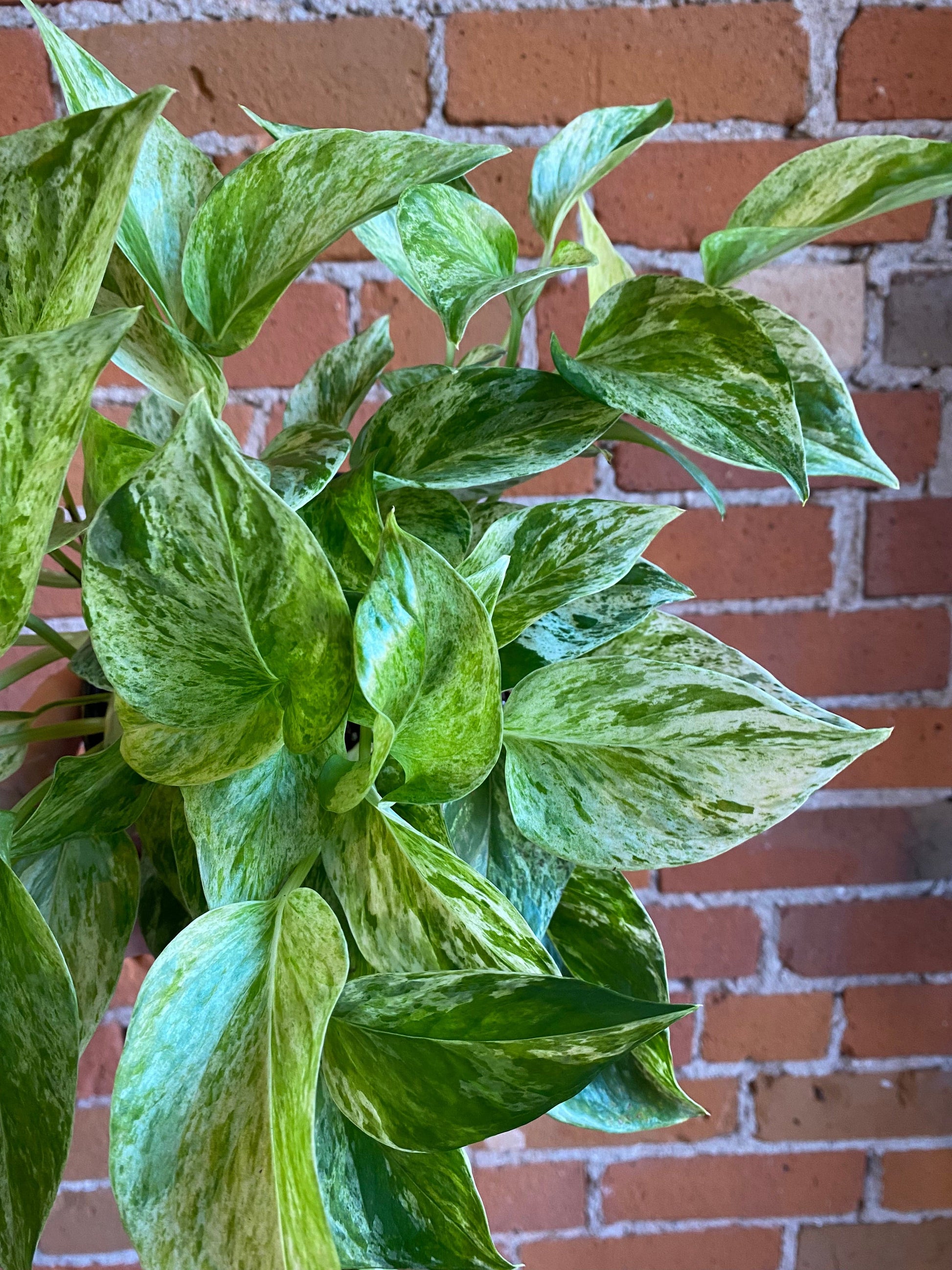 Plant Goals Plant Shop 6" Pothos Marble Queen