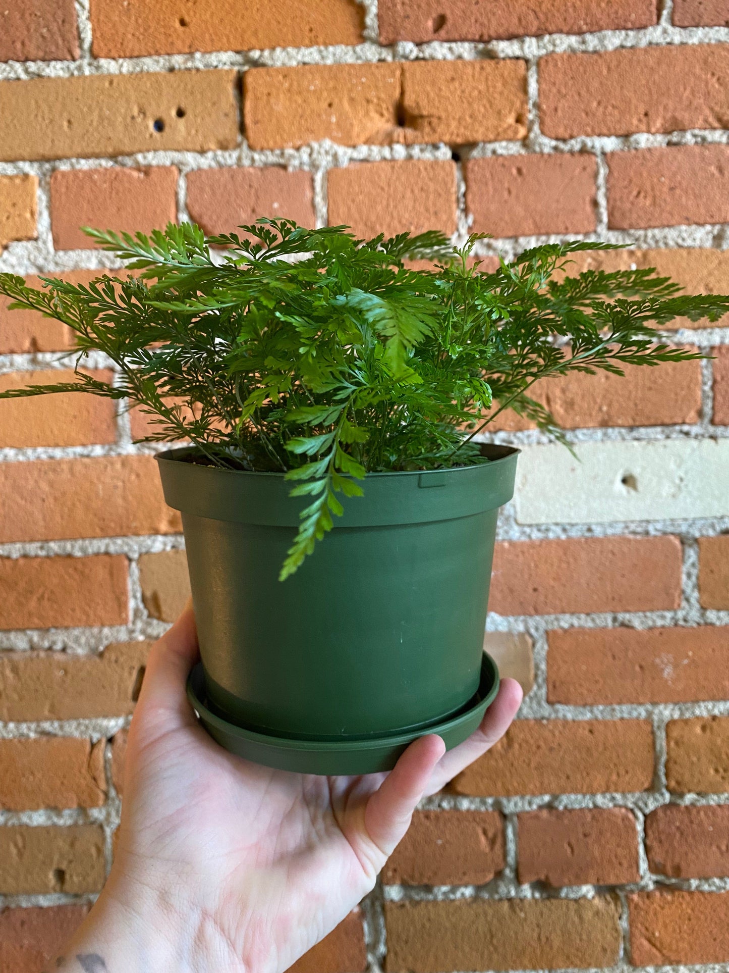 Plant Goals Plant Shop 6" Rabbit's Foot Fern
