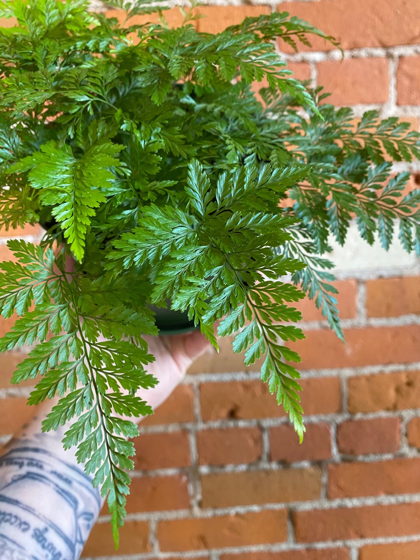 Plant Goals Plant Shop 6" Rabbit's Foot Fern