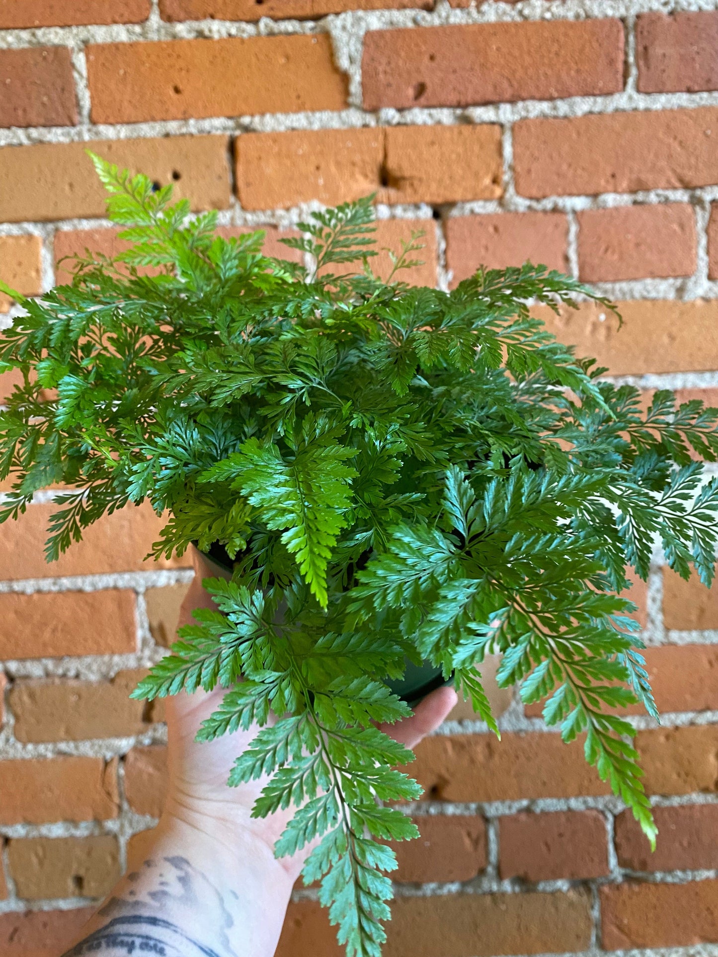 Plant Goals Plant Shop 6" Rabbit's Foot Fern