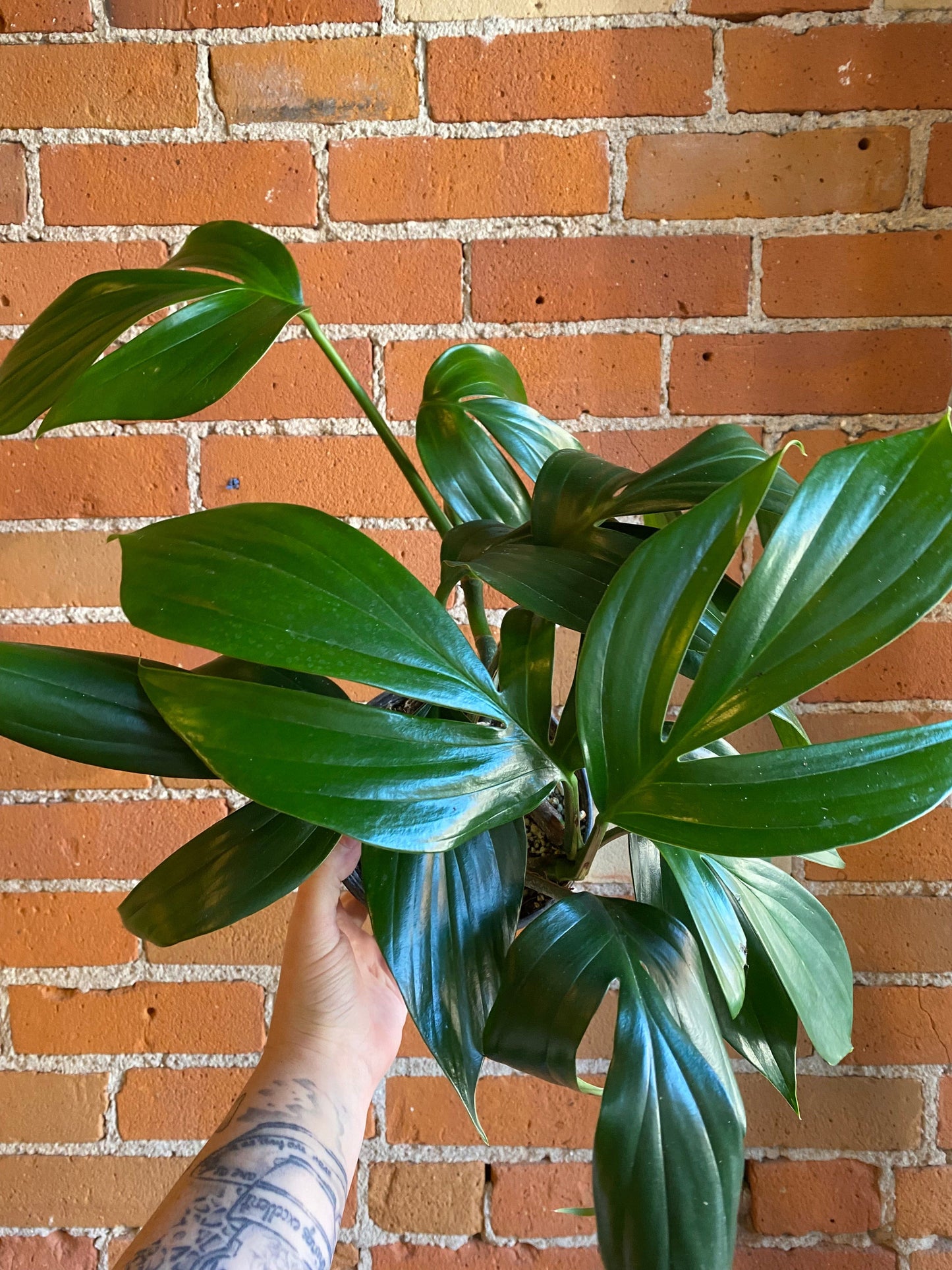 Plant Goals Plant Shop 6" Rhaphidophora Decursiva
