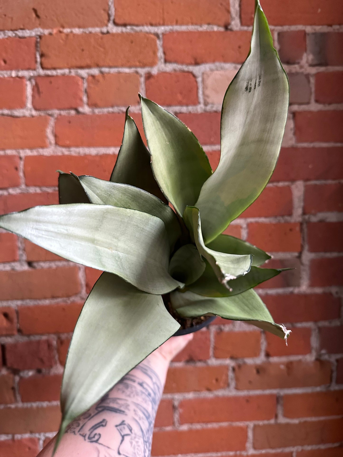 Plant Goals Plant Shop 6" Sansevieria Moonshine
