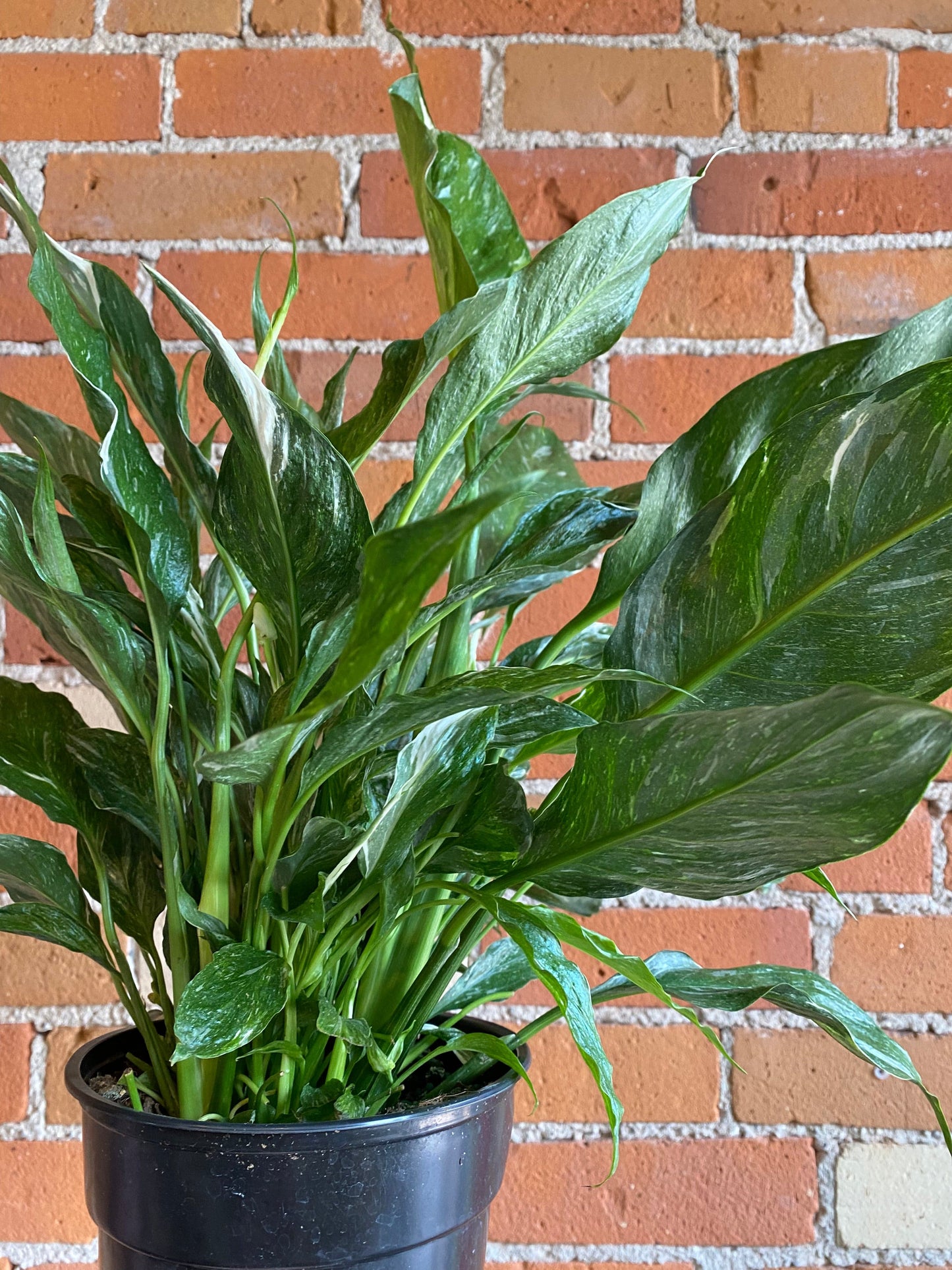 Plant Goals Plant Shop 6" Spathiphyllum Domino
