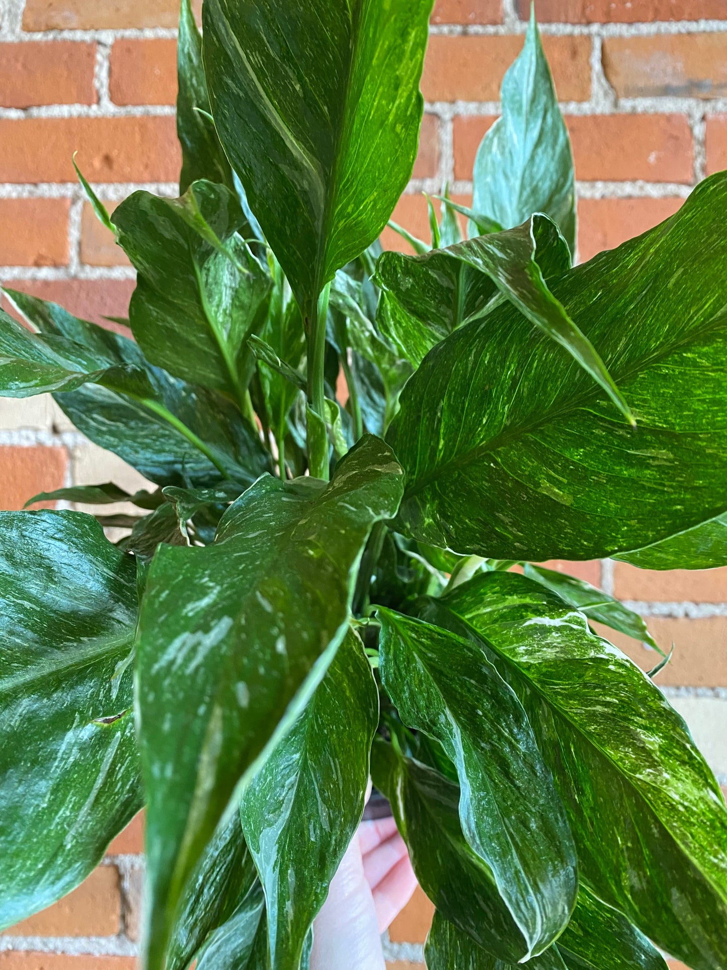 Plant Goals Plant Shop 6" Spathiphyllum Domino