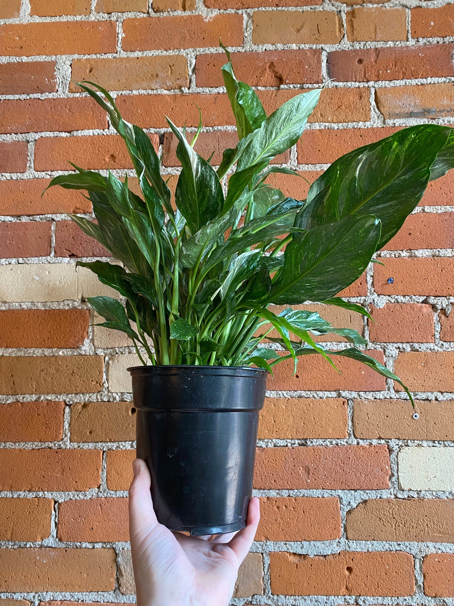 Plant Goals Plant Shop 6" Spathiphyllum Domino