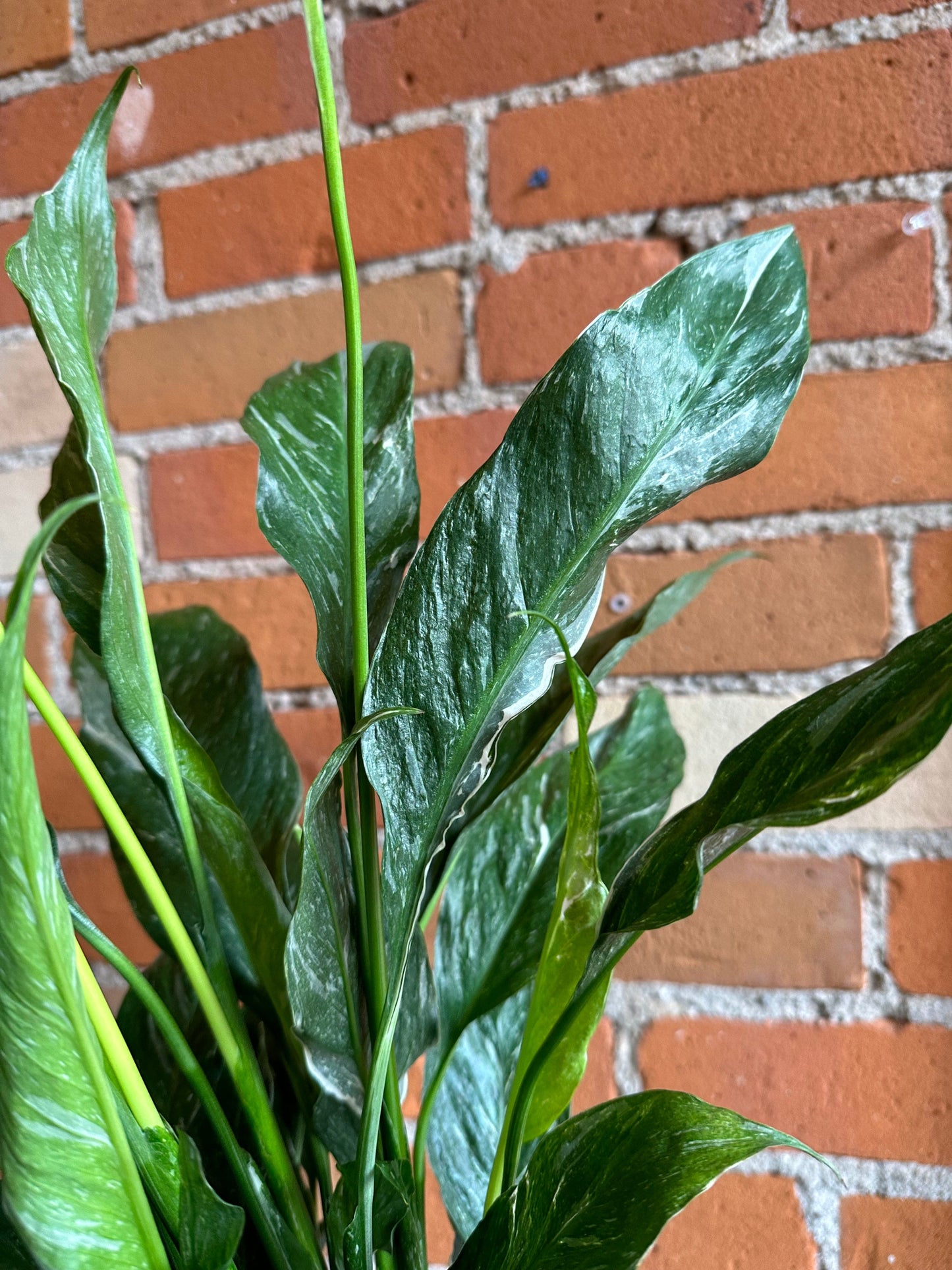 Plant Goals Plant Shop 6" Spathiphyllum Domino