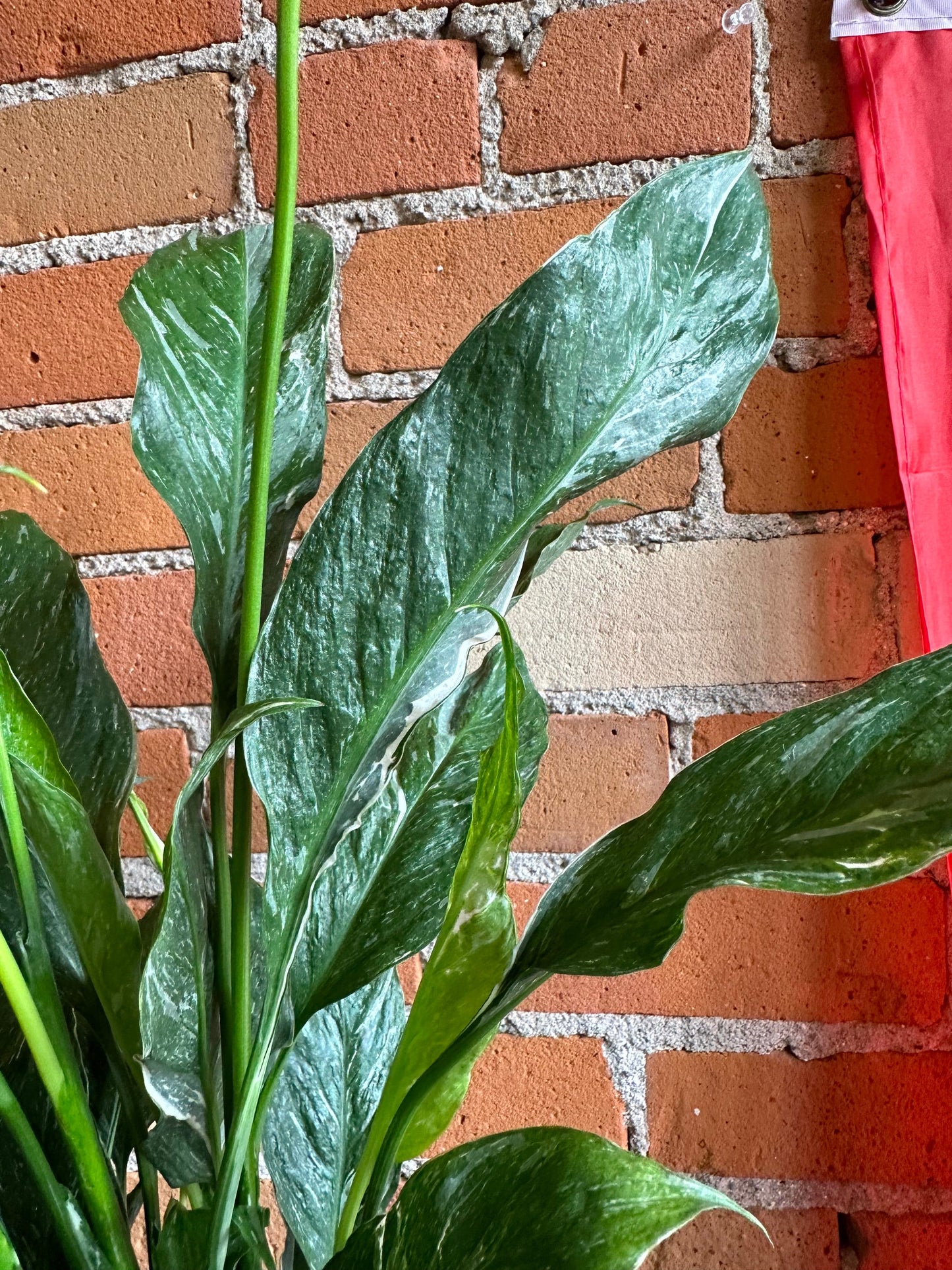 Plant Goals Plant Shop 6" Spathiphyllum Domino