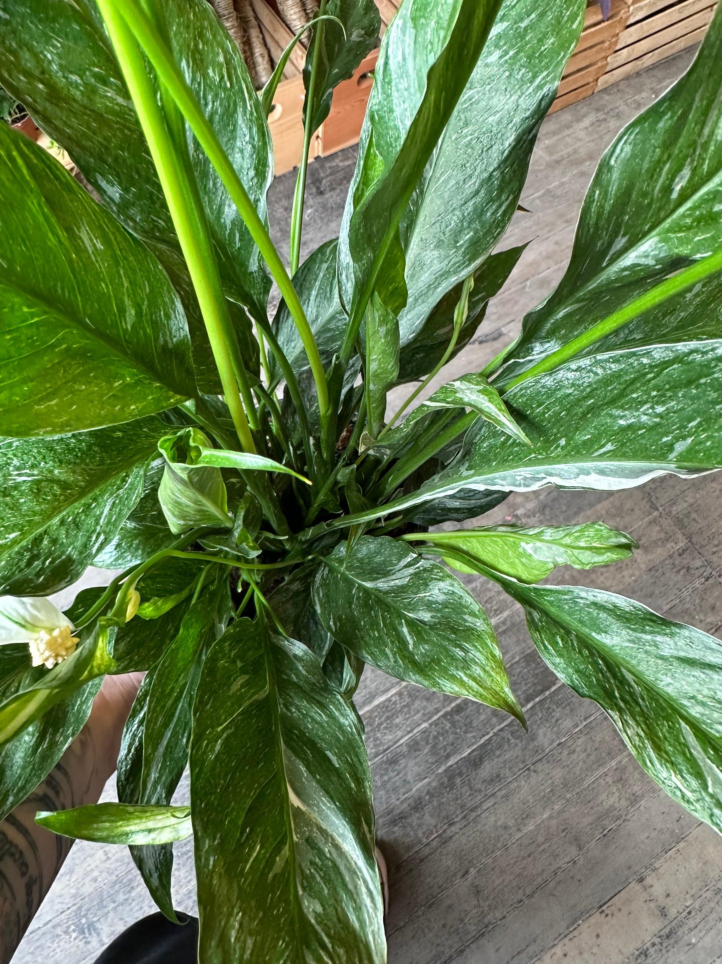 Plant Goals Plant Shop 6" Spathiphyllum Domino
