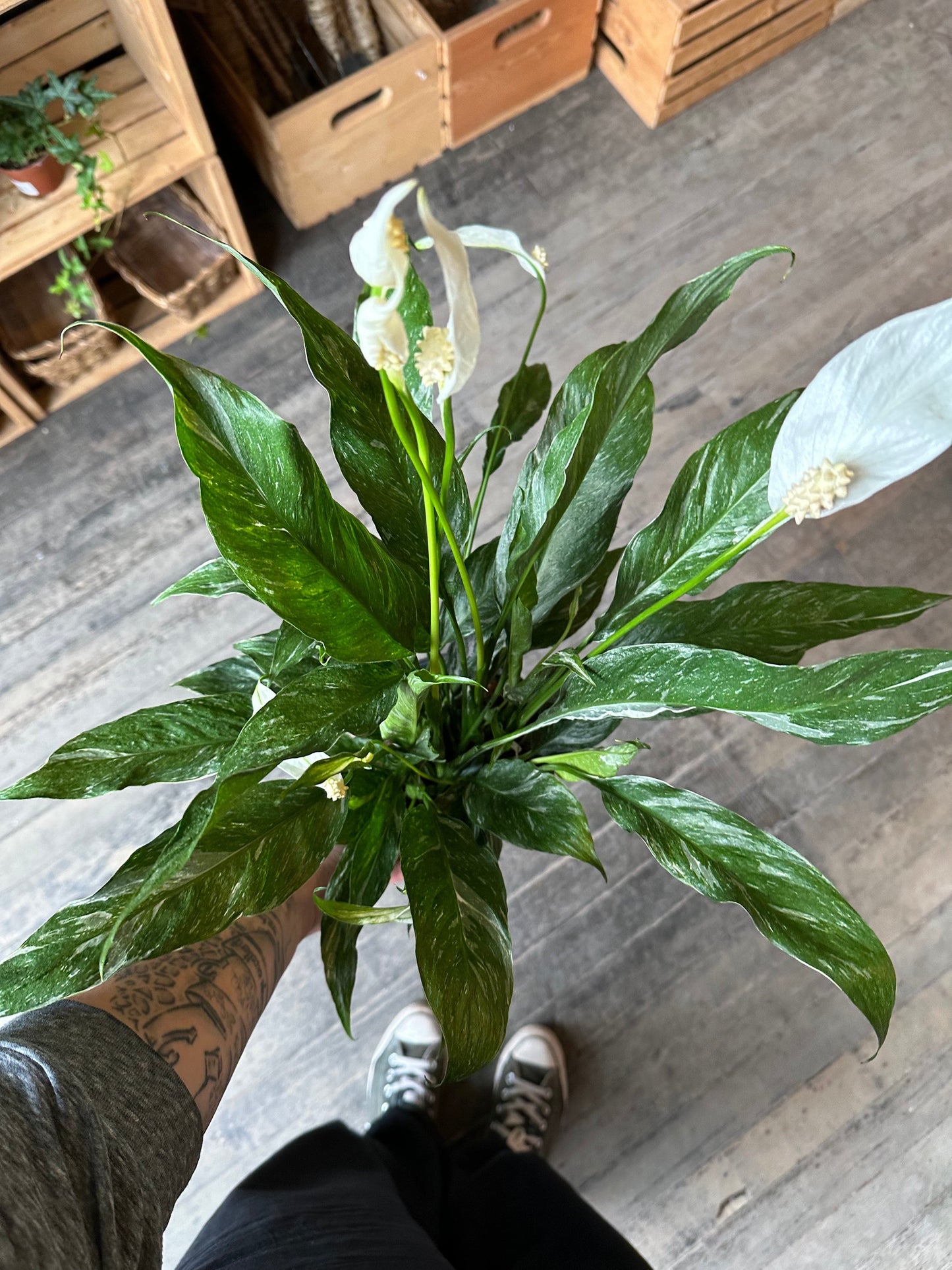 Plant Goals Plant Shop 6" Spathiphyllum Domino