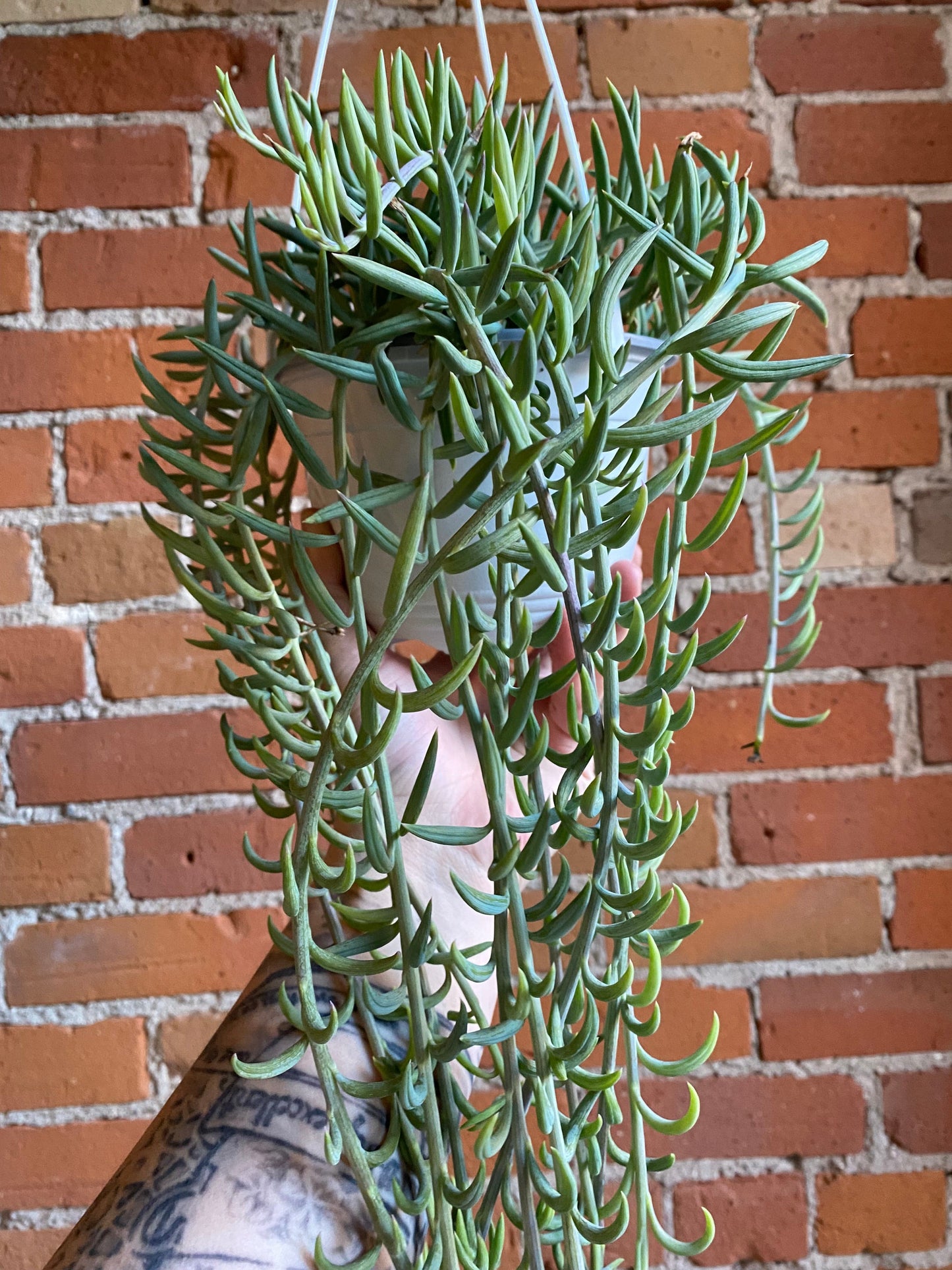 Plant Goals Plant Shop 6" String Of Fishhooks Hanging Basket | Senecio Radicans
