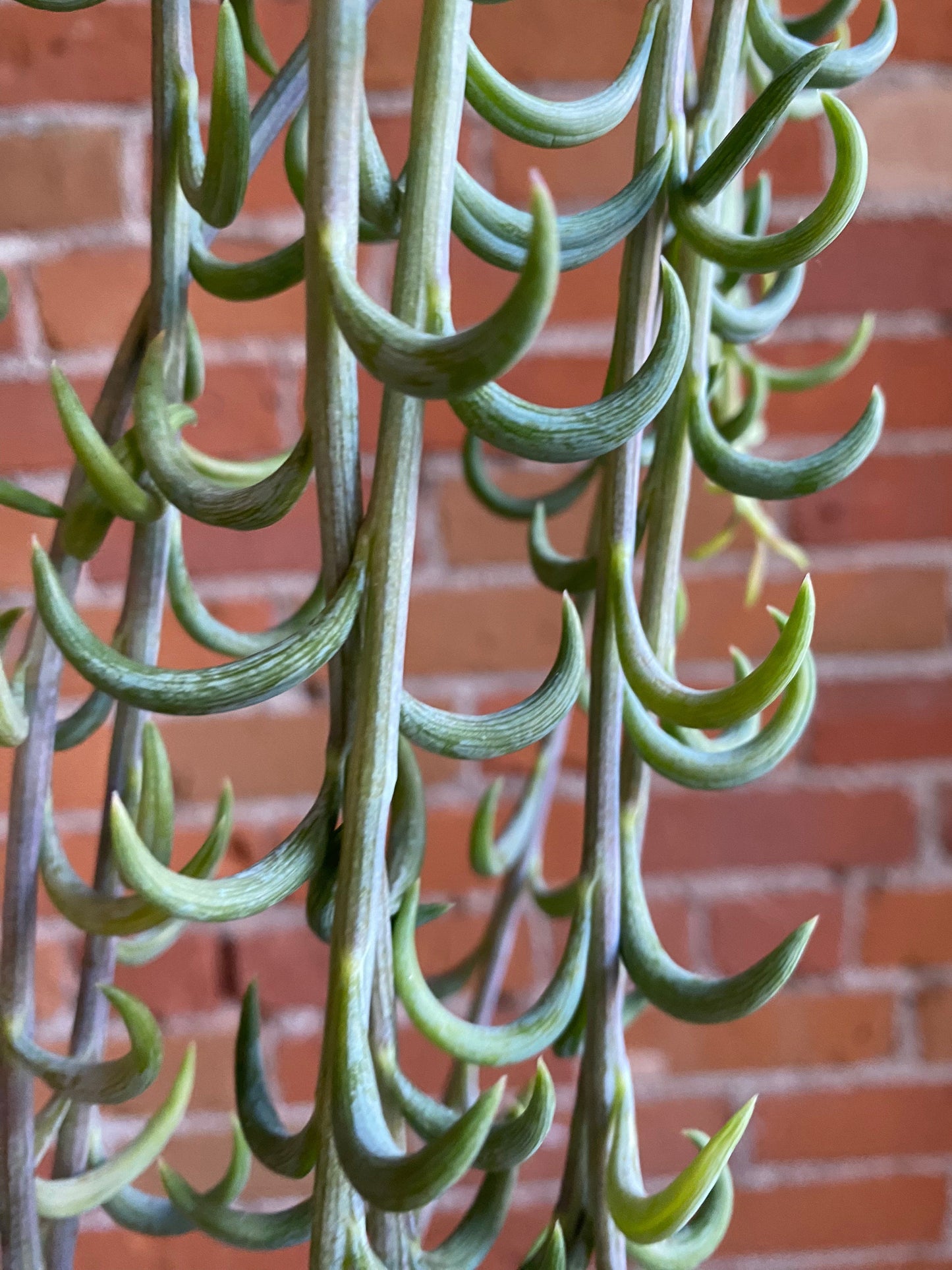 Plant Goals Plant Shop 6" String Of Fishhooks Hanging Basket | Senecio Radicans