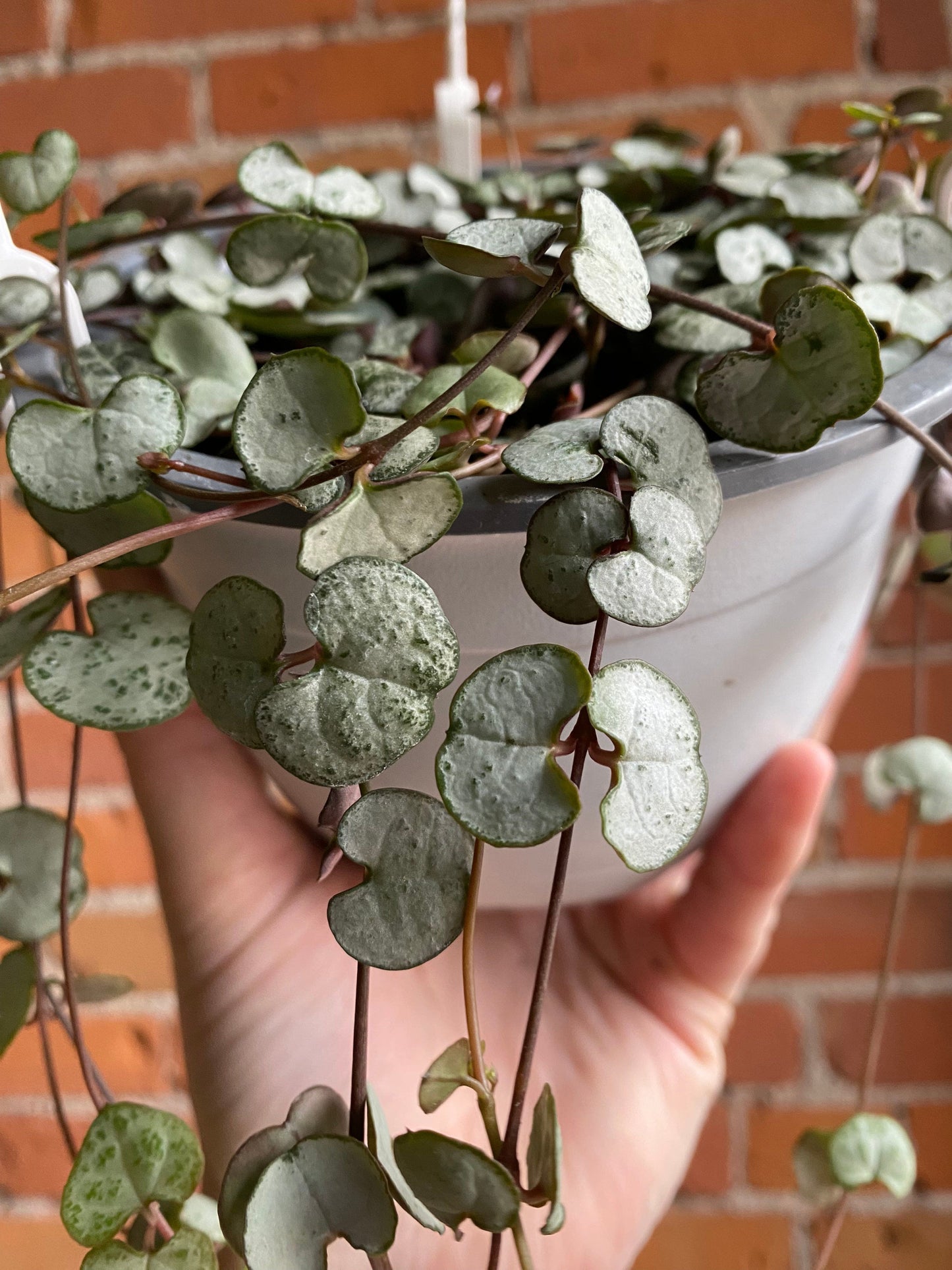 Plant Goals Plant Shop 6" String Of Hearts Hanging Basket | Ceropegia Woodii