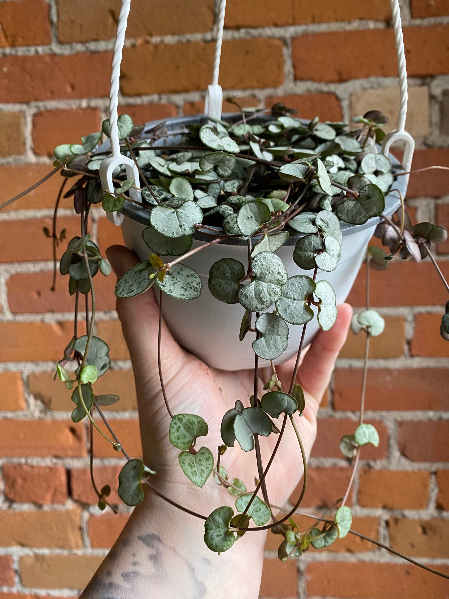 Plant Goals Plant Shop 6" String Of Hearts Hanging Basket | Ceropegia Woodii