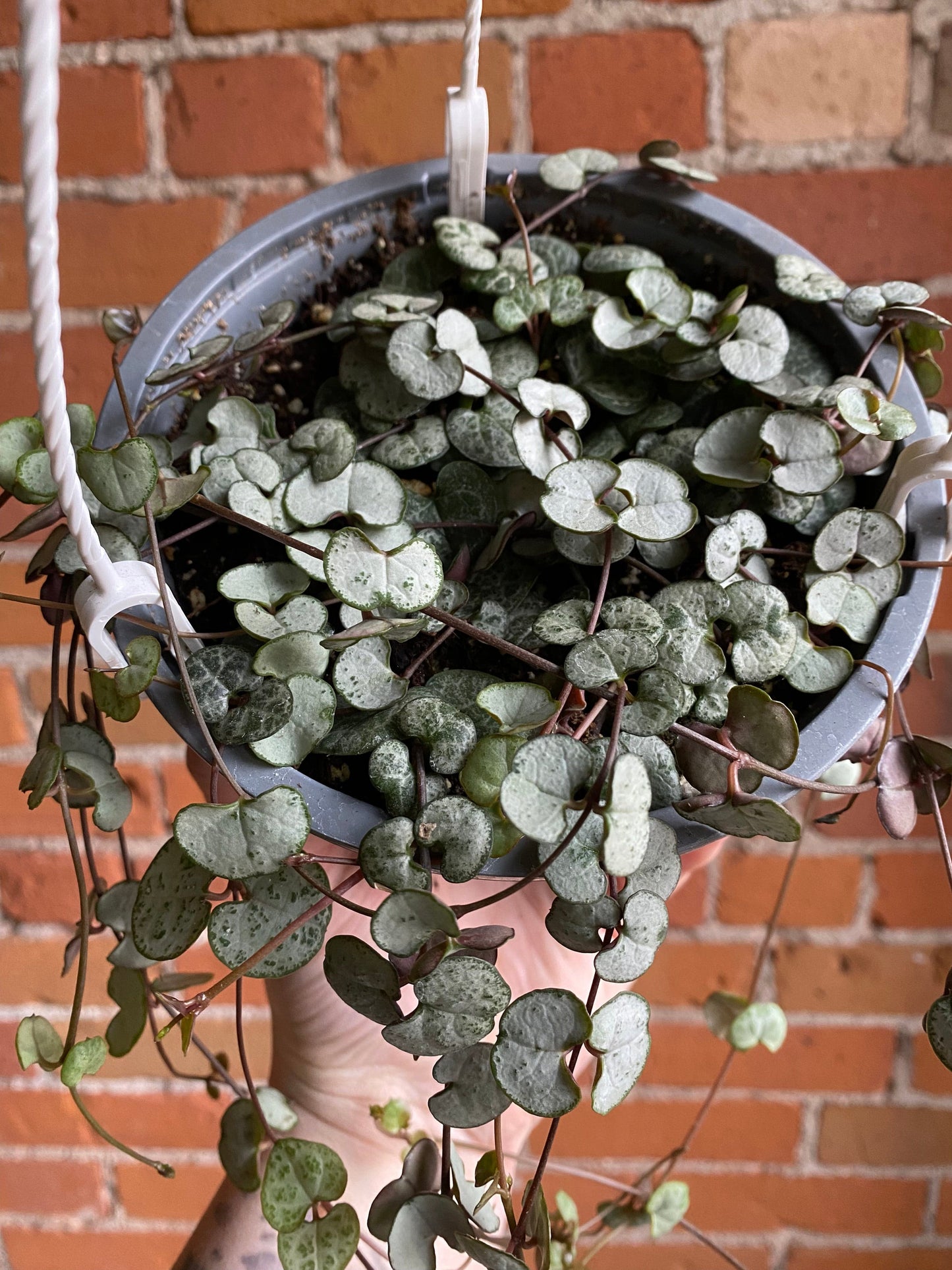 Plant Goals Plant Shop 6" String Of Hearts Hanging Basket | Ceropegia Woodii