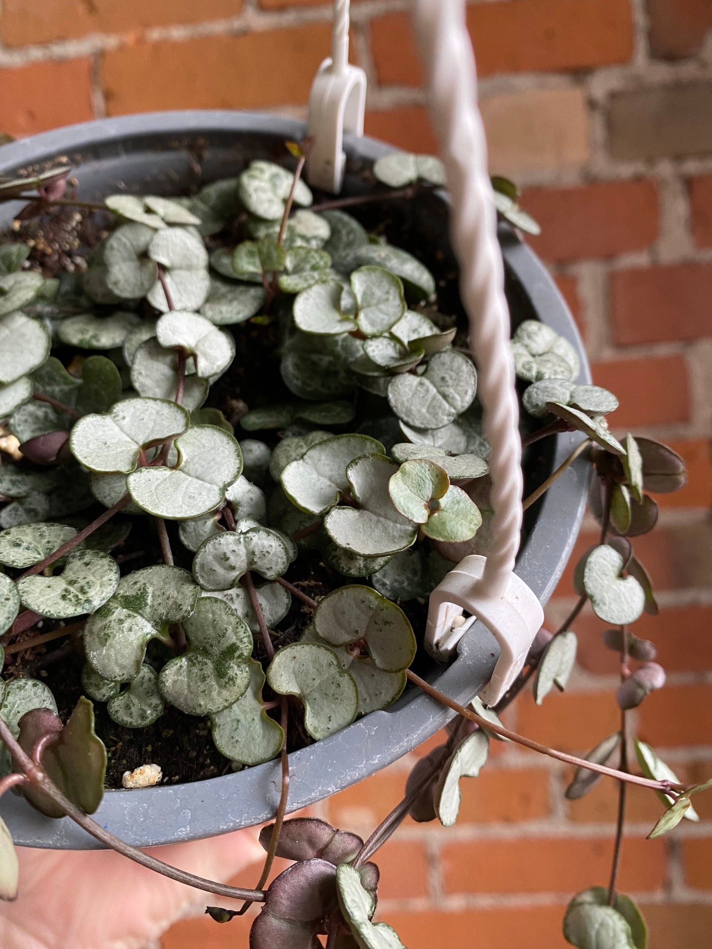 Plant Goals Plant Shop 6" String Of Hearts Hanging Basket | Ceropegia Woodii