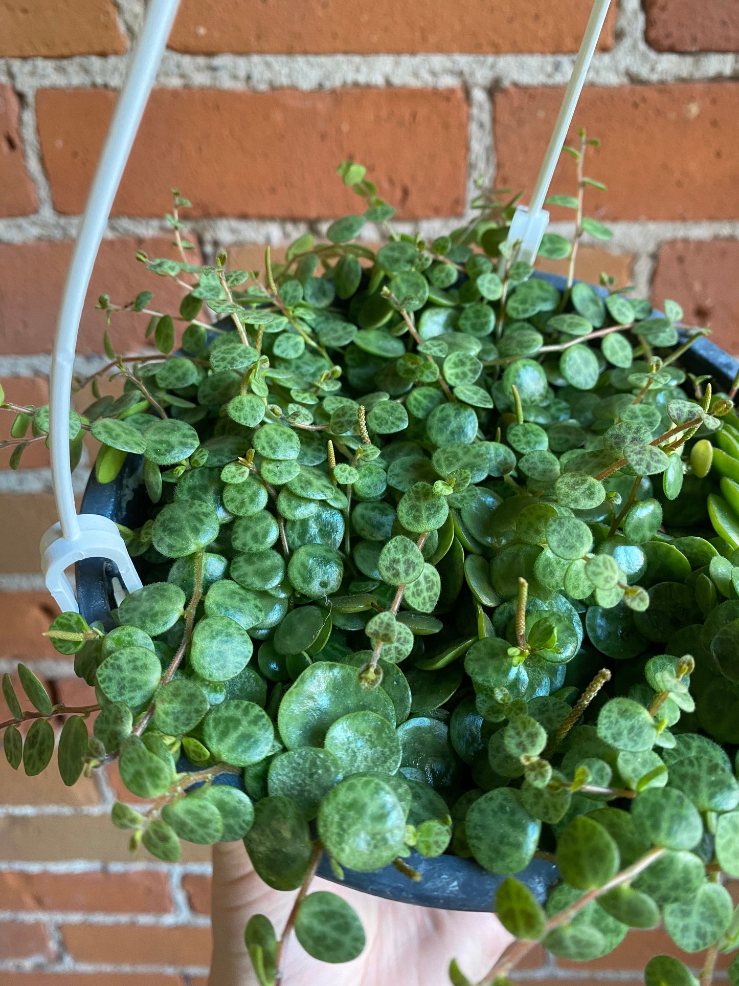 Plant Goals Plant Shop 6" String Of Turtles Hanging Basket | Peperomia Prostrata