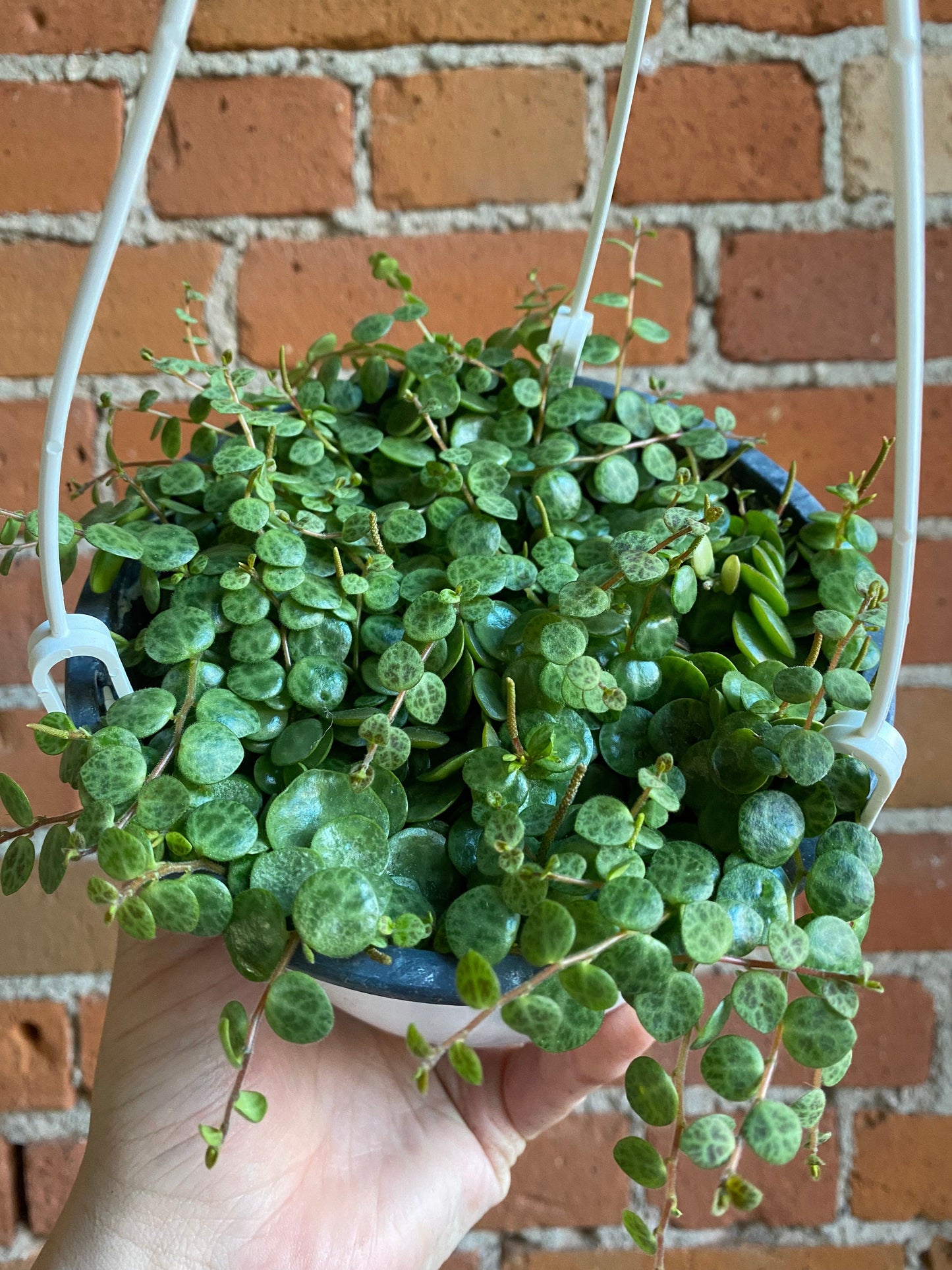 Plant Goals Plant Shop 6" String Of Turtles Hanging Basket | Peperomia Prostrata