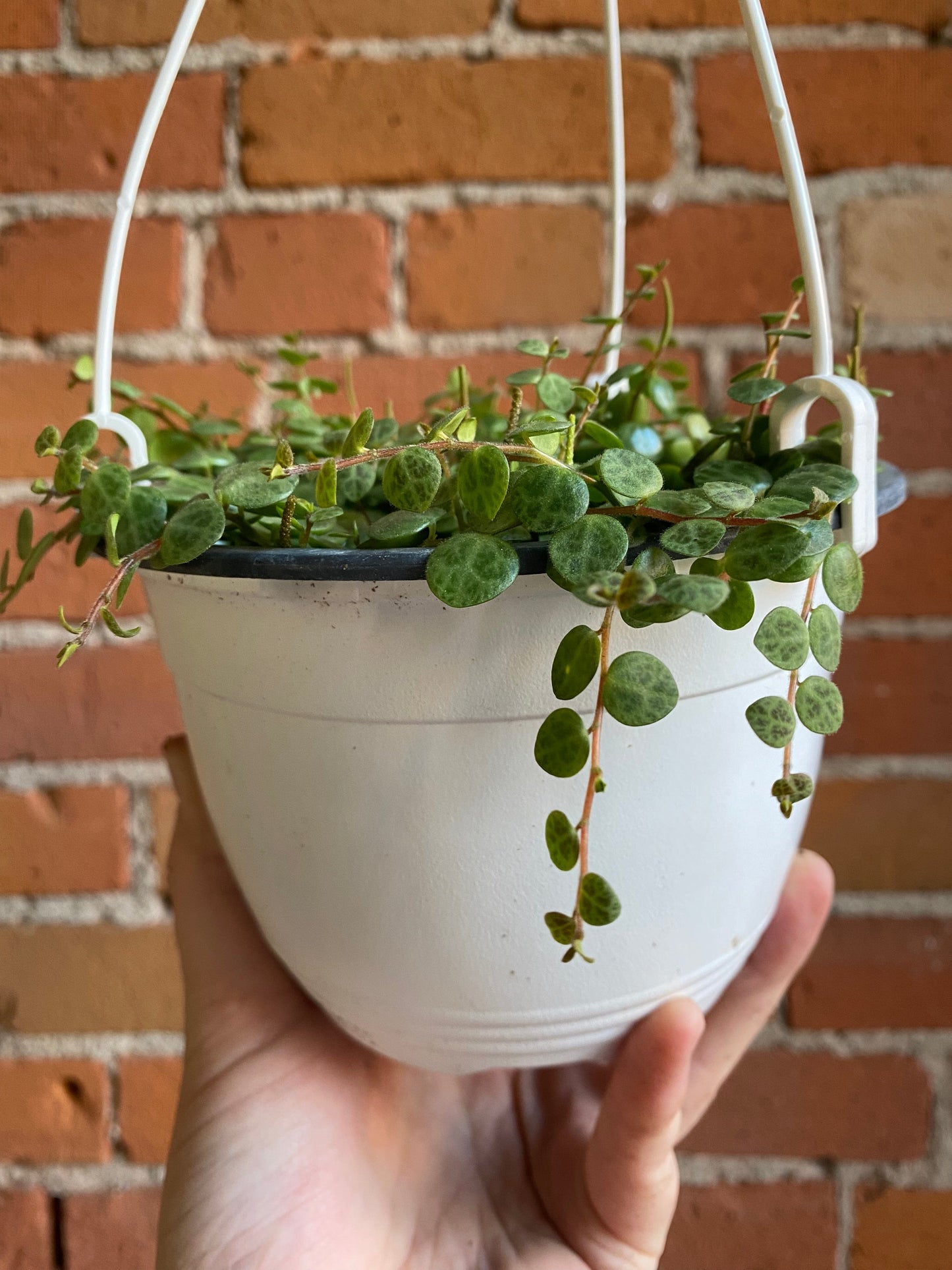 Plant Goals Plant Shop 6" String Of Turtles Hanging Basket | Peperomia Prostrata