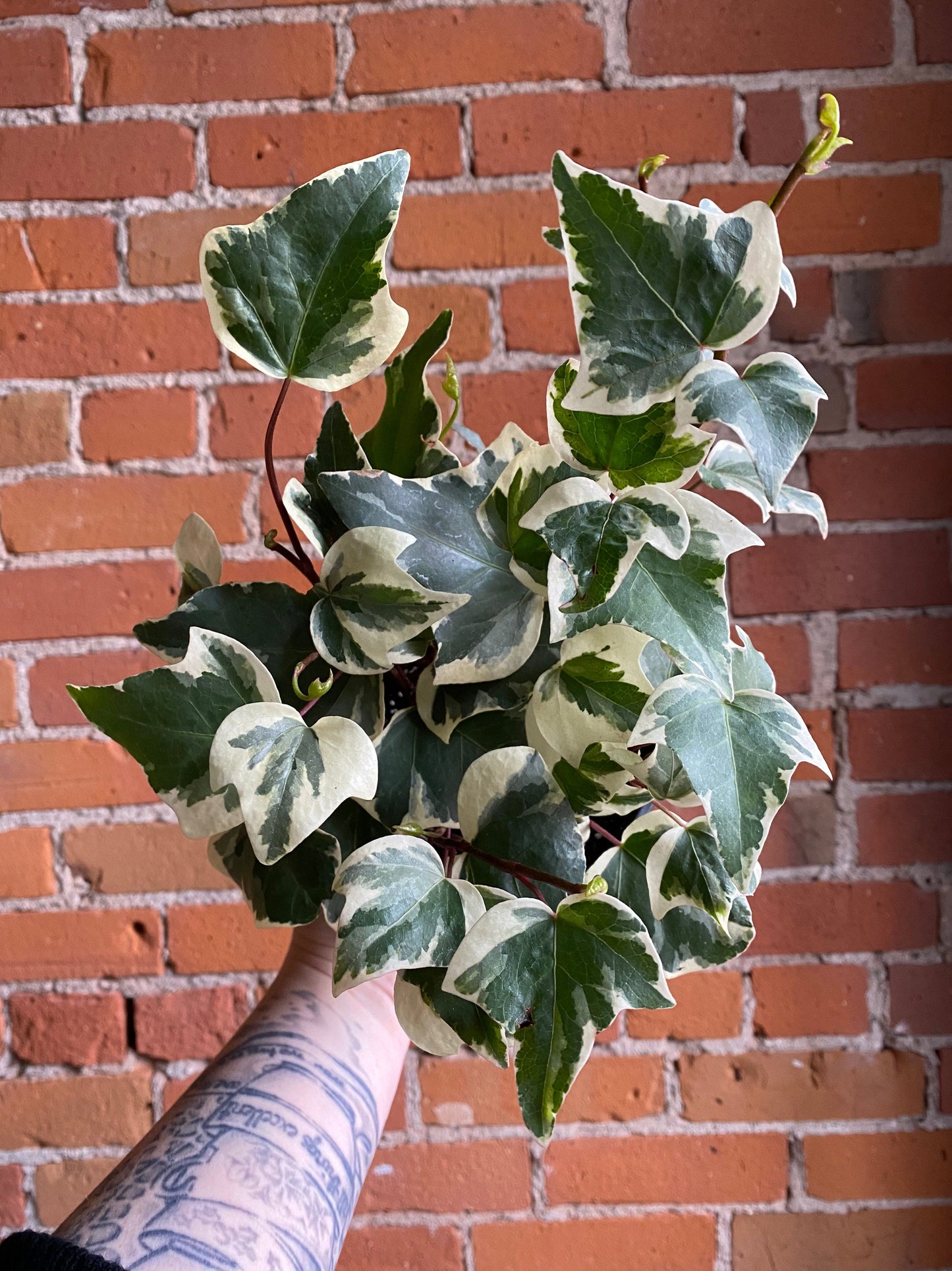 Plant Goals Plant Shop 6" Variegated English Ivy