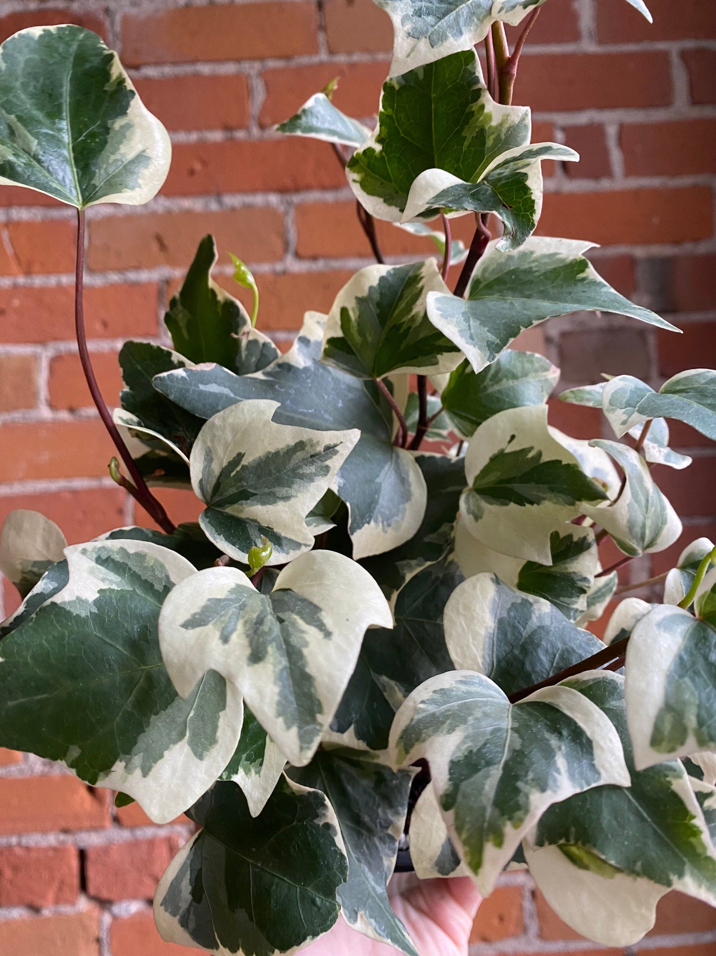Plant Goals Plant Shop 6" Variegated English Ivy