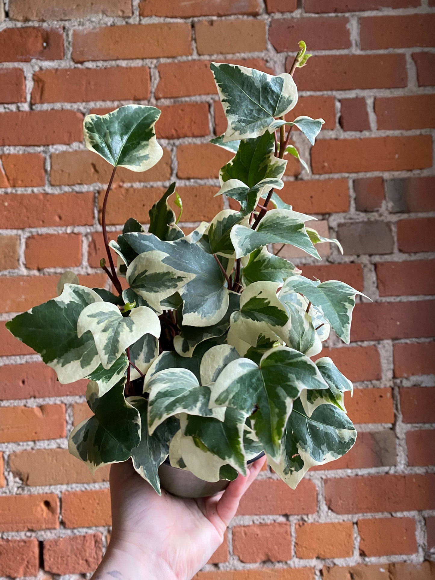 Plant Goals Plant Shop 6" Variegated English Ivy