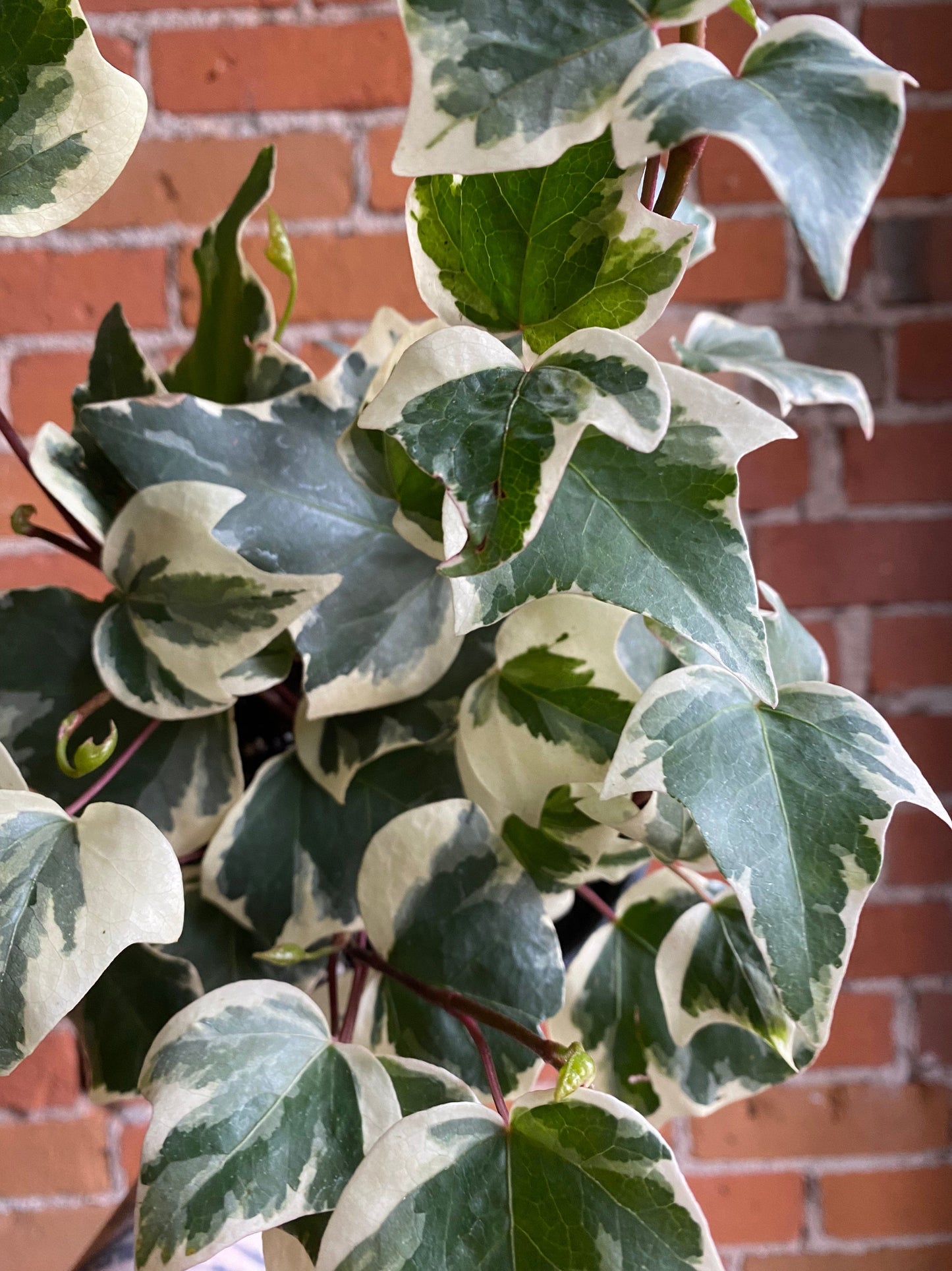 Plant Goals Plant Shop 6" Variegated English Ivy