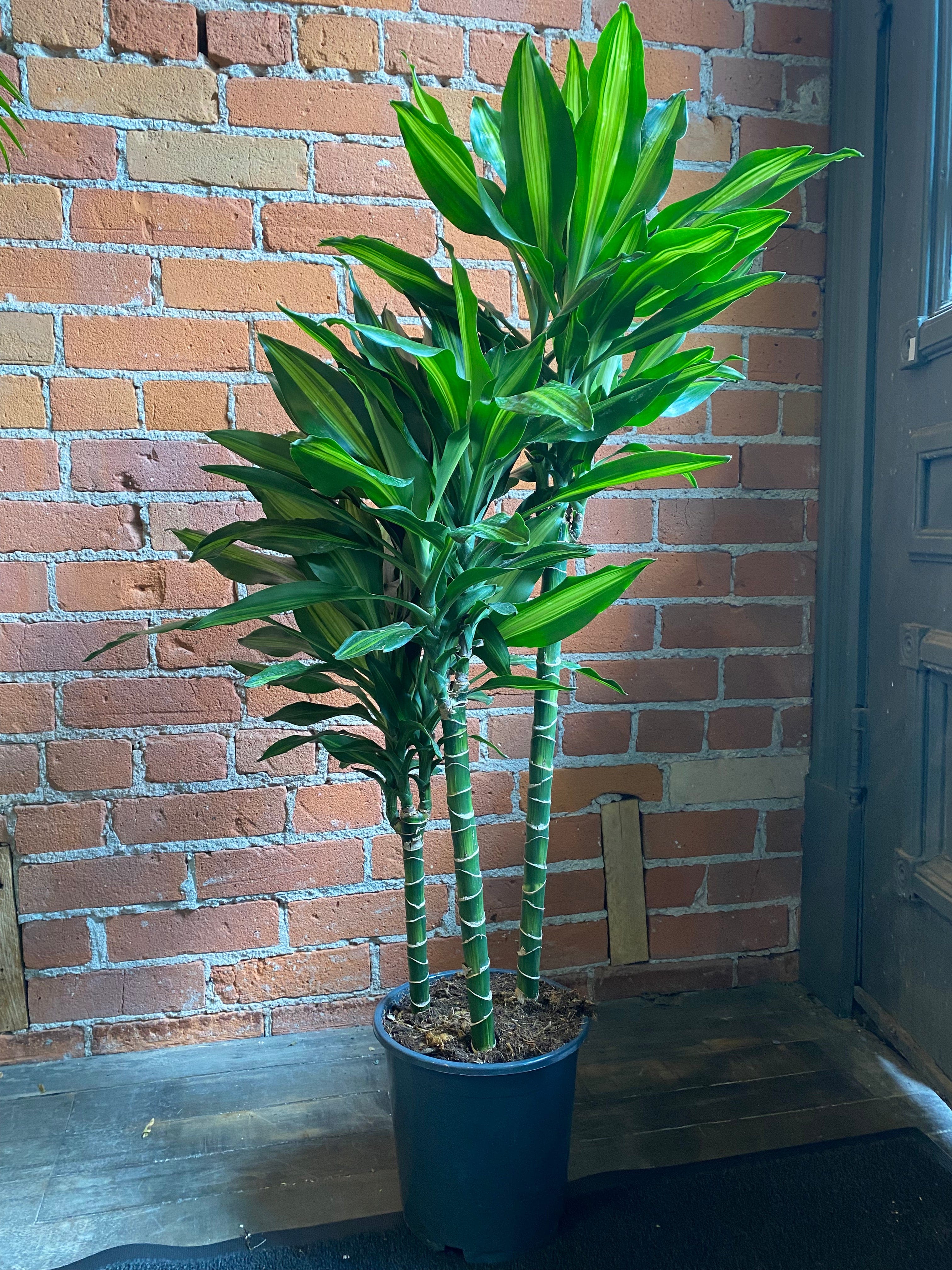 8.25" Dracaena Cintho Cane Variegated – Plant Goals