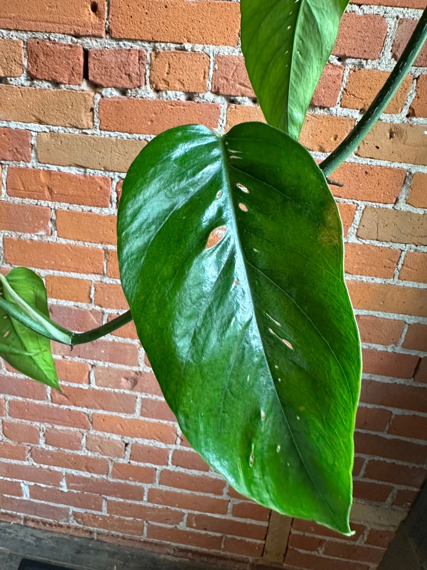 Plant Goals Plant Shop 8" Epipremnum Pinnatum Hanging Basket