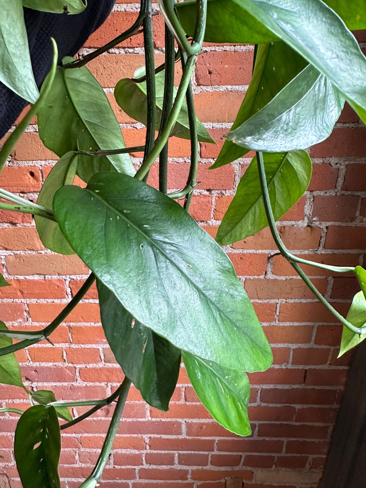 Plant Goals Plant Shop 8" Epipremnum Pinnatum Hanging Basket