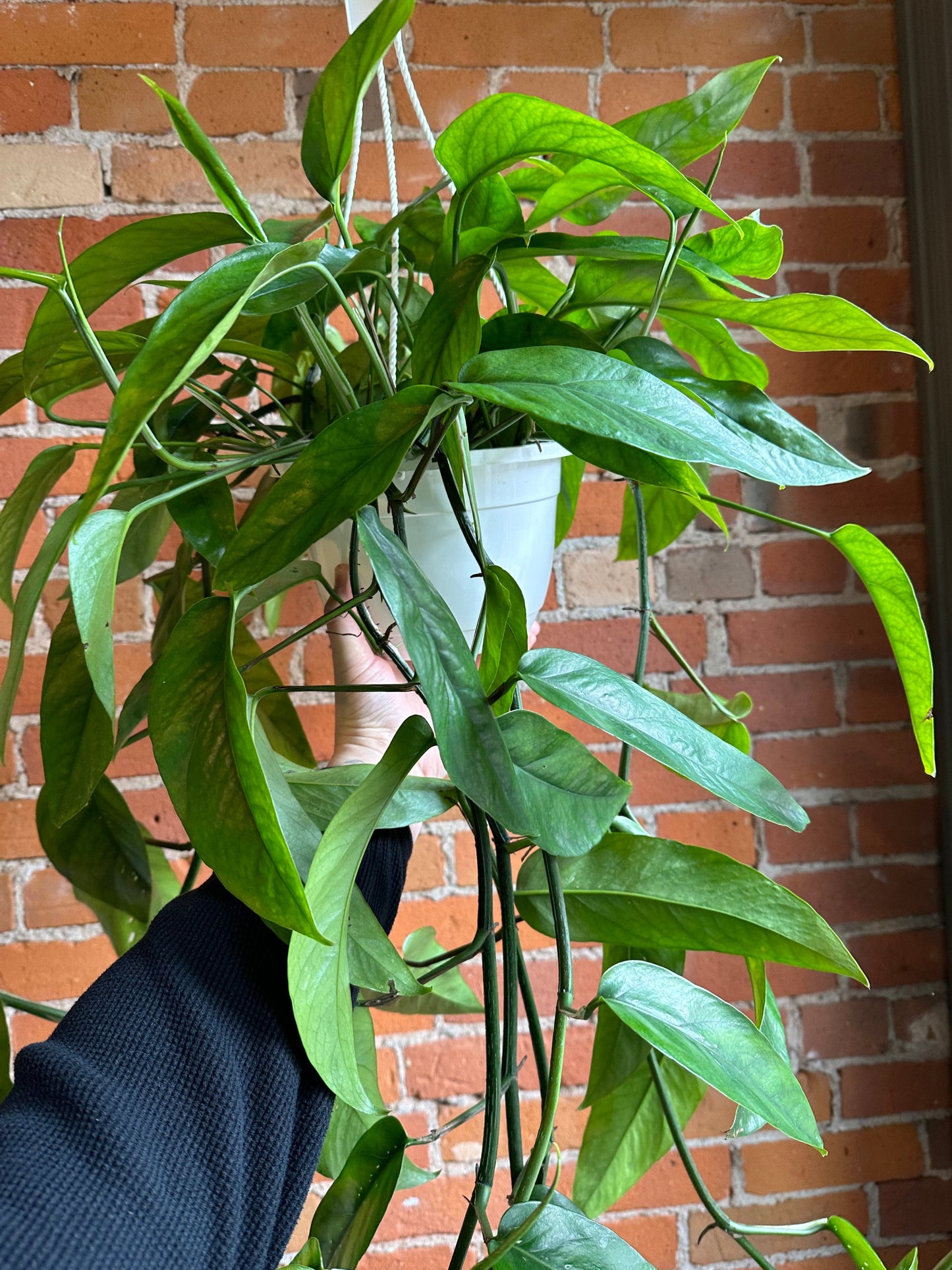 Plant Goals Plant Shop 8" Epipremnum Pinnatum Hanging Basket