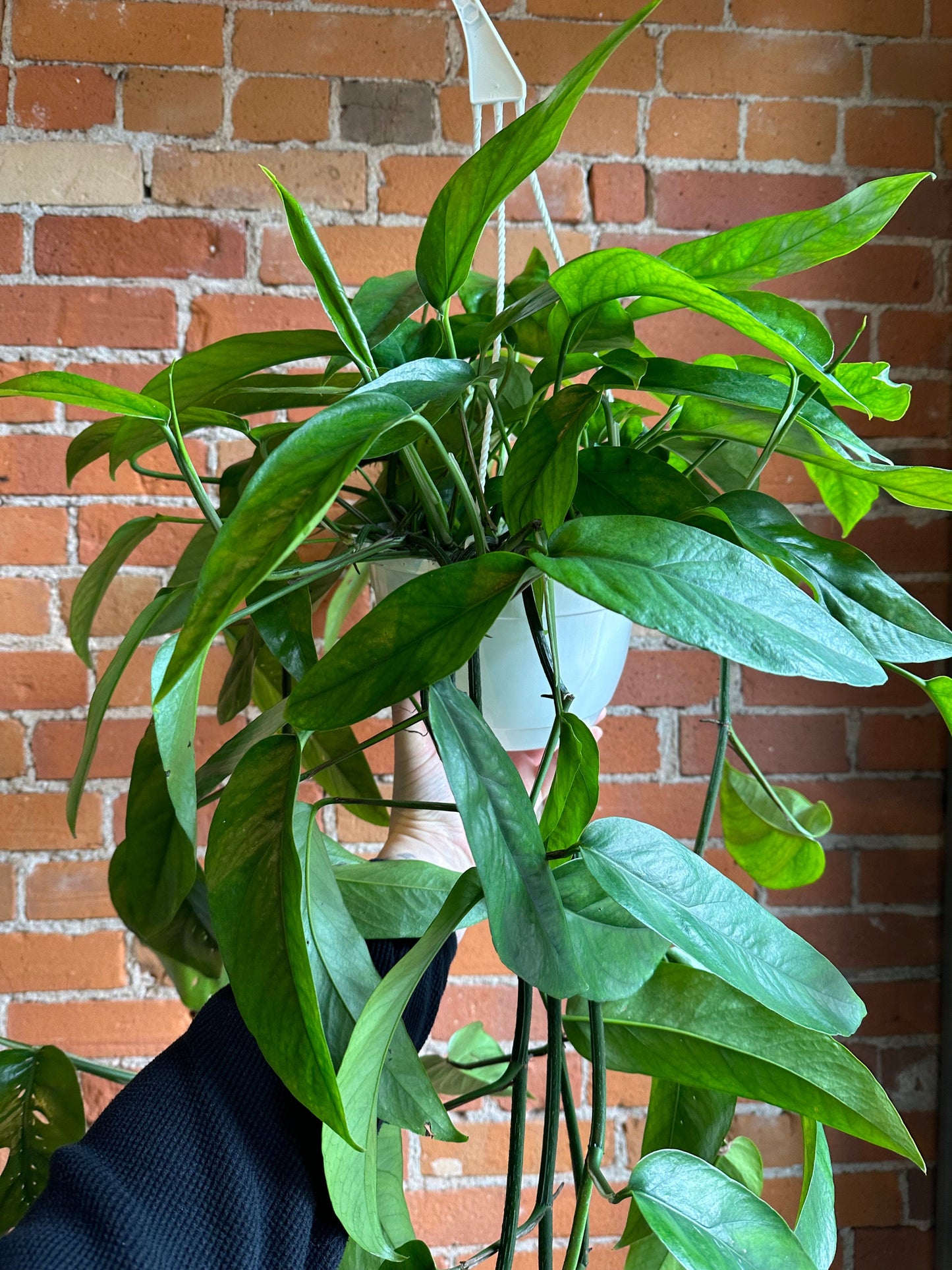 Plant Goals Plant Shop 8" Epipremnum Pinnatum Hanging Basket