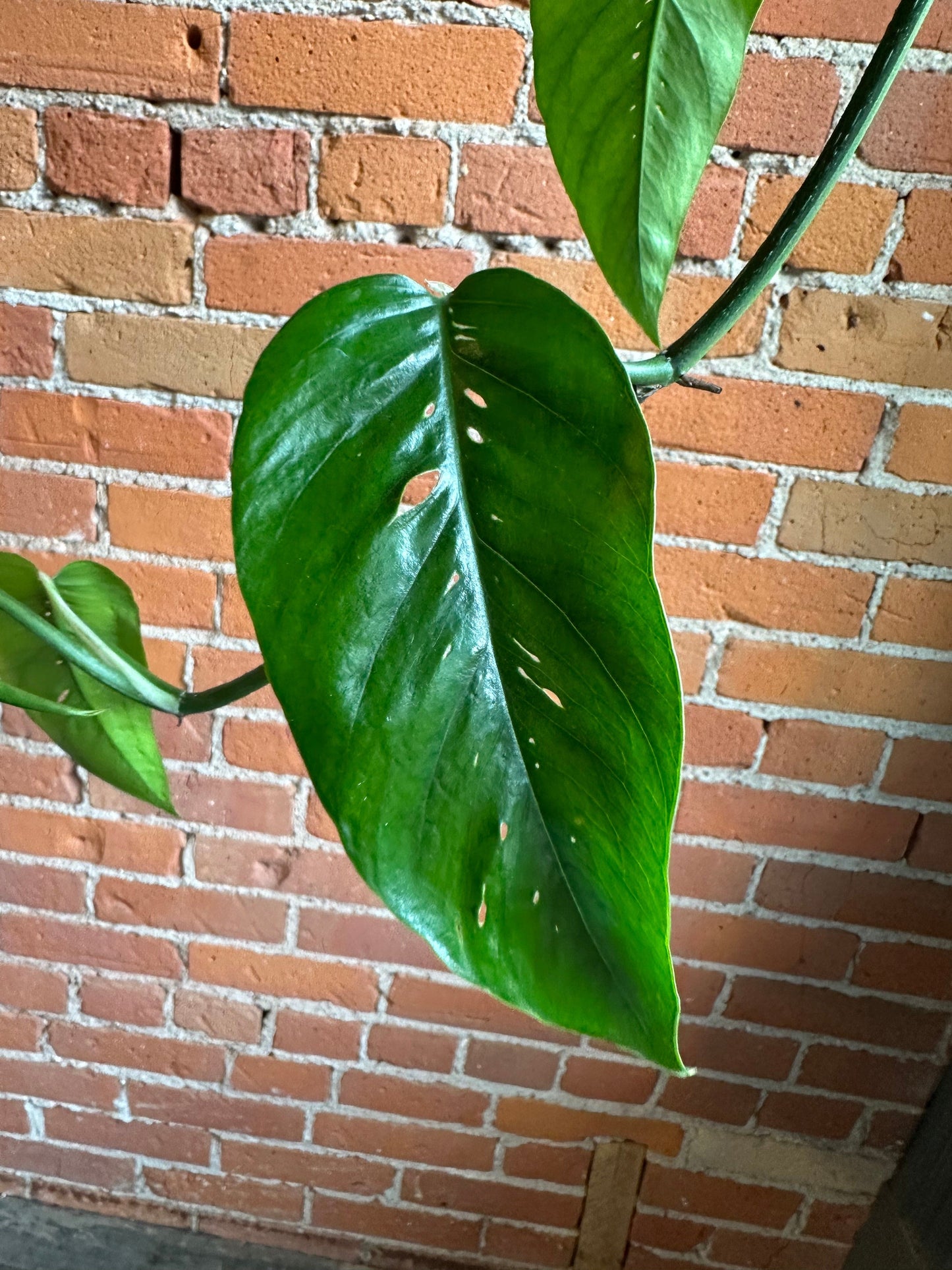 Plant Goals Plant Shop 8" Epipremnum Pinnatum Hanging Basket