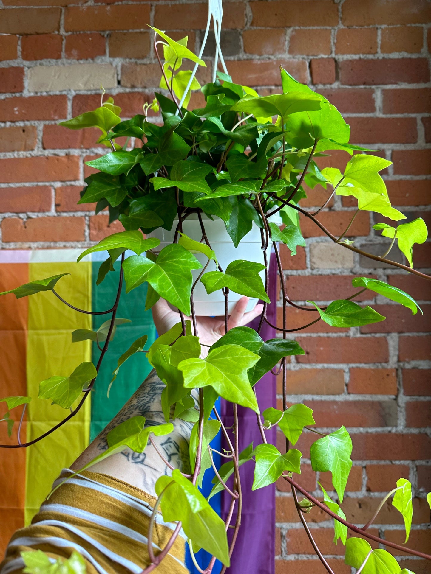 Plant Goals Plant Shop 8" Montgomery Lime Ivy Hanging Basket