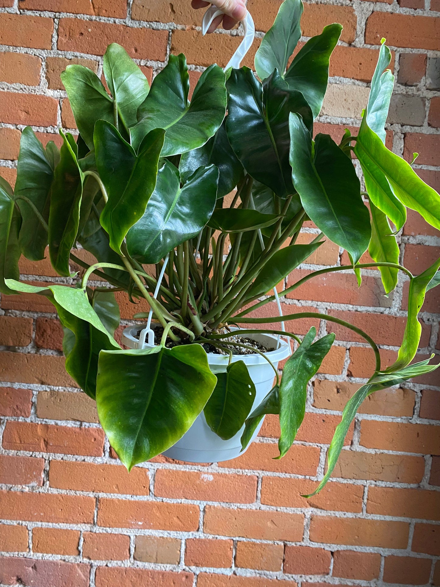 Plant Goals Plant Shop 8" Philodendron Burle Marx Hanging Basket