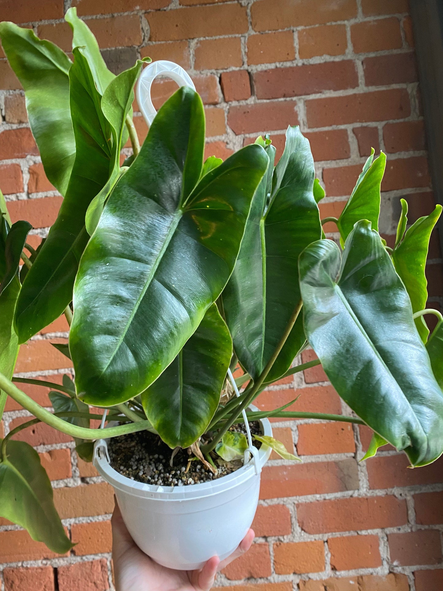 Plant Goals Plant Shop 8" Philodendron Burle Marx Hanging Basket