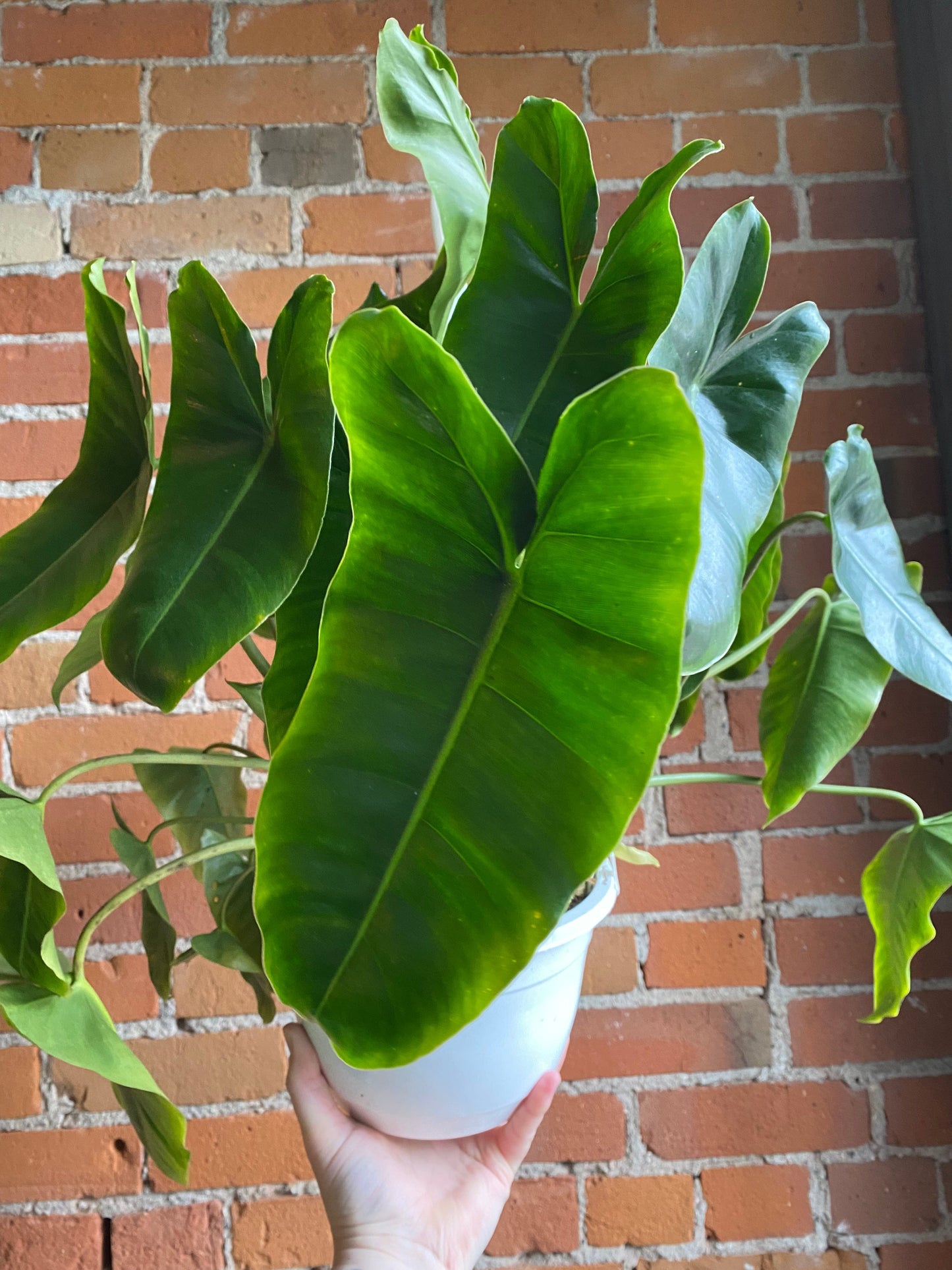 Plant Goals Plant Shop 8" Philodendron Burle Marx Hanging Basket