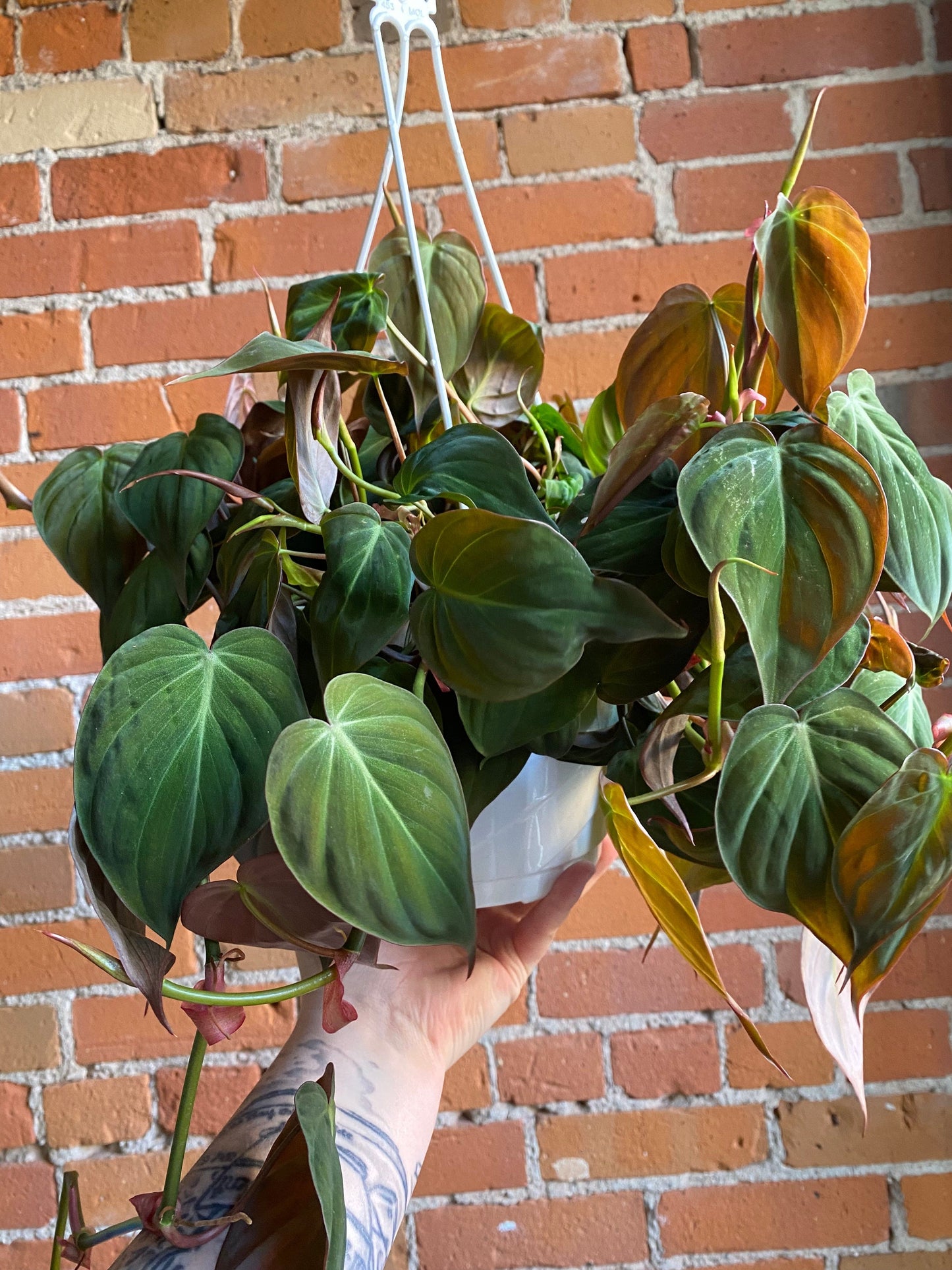 Plant Goals Plant Shop 8" Philodendron Micans Hanging Basket