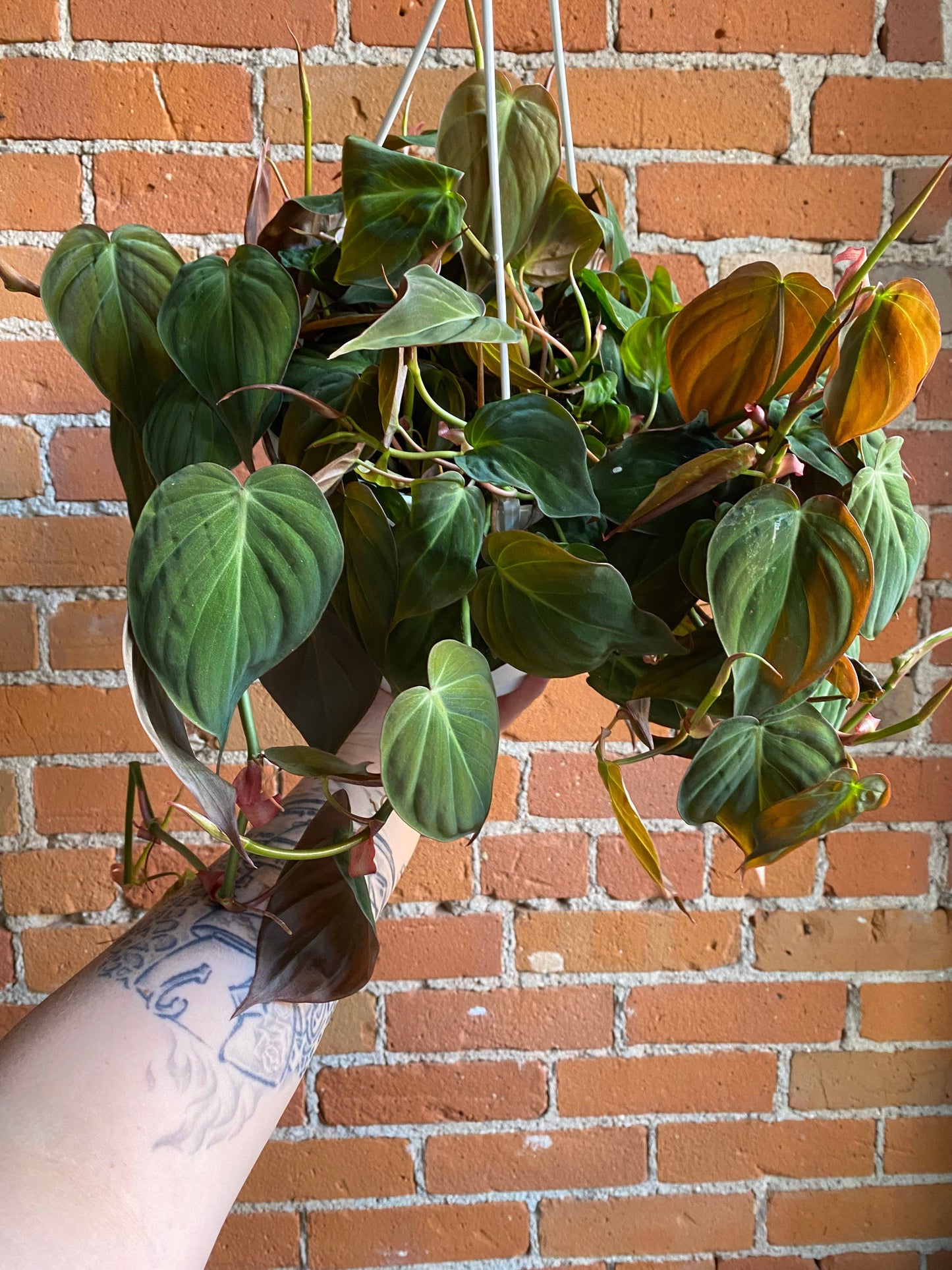 Plant Goals Plant Shop 8" Philodendron Micans Hanging Basket