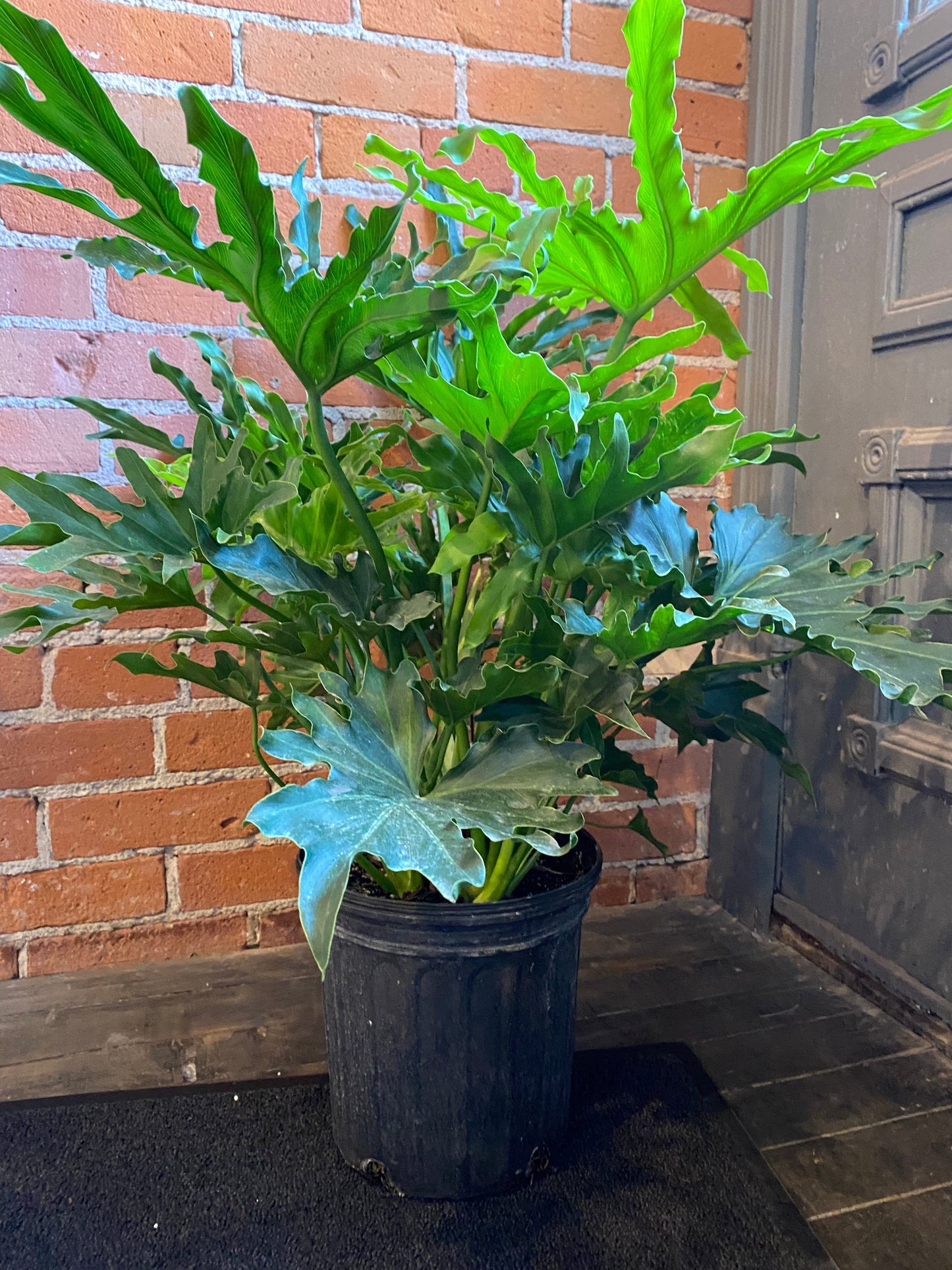 Plant Goals Plant Shop 8" Philodendron Selloum Hope