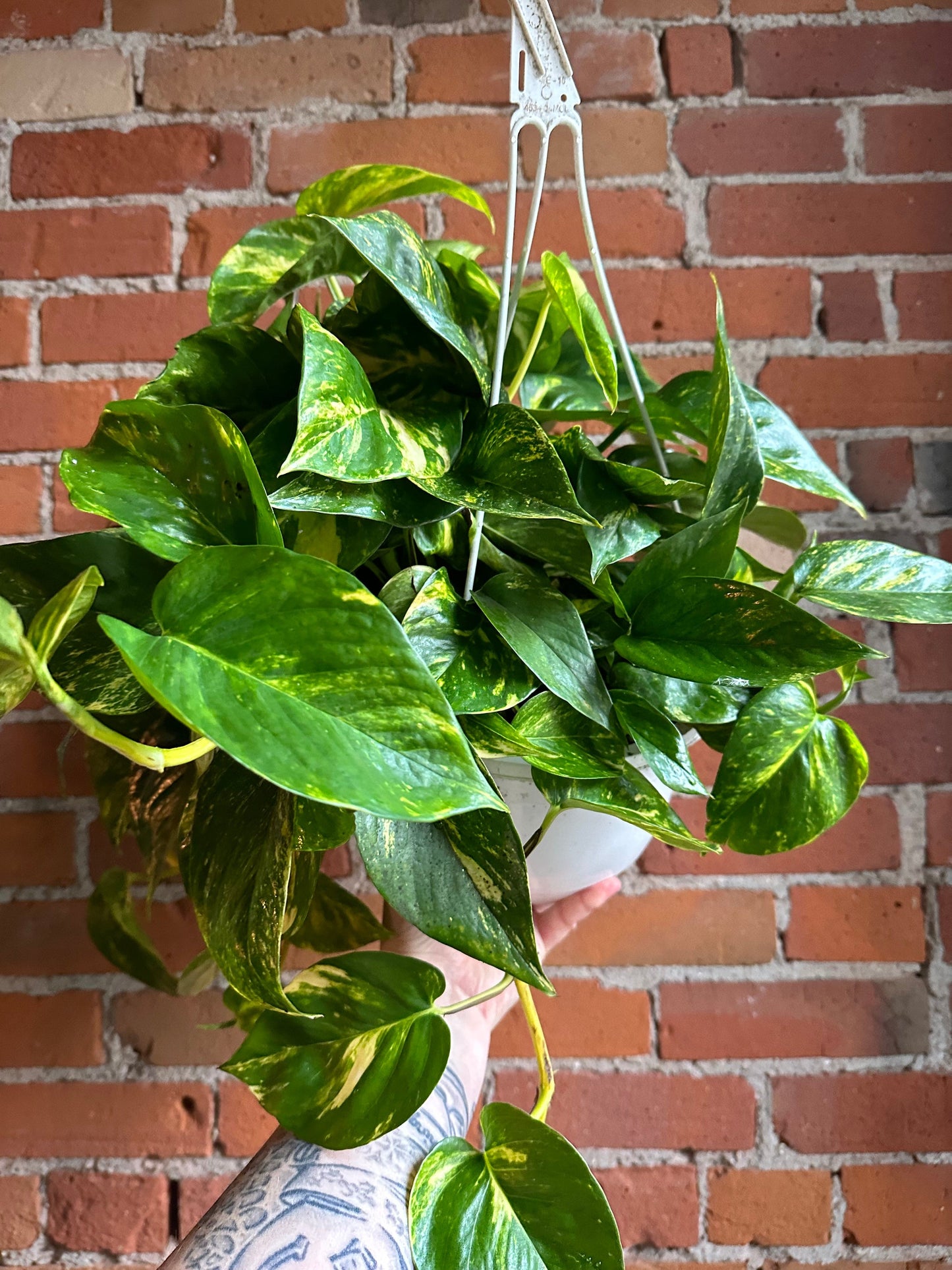 Plant Goals Plant Shop 8" Pothos Golden Hanging Basket