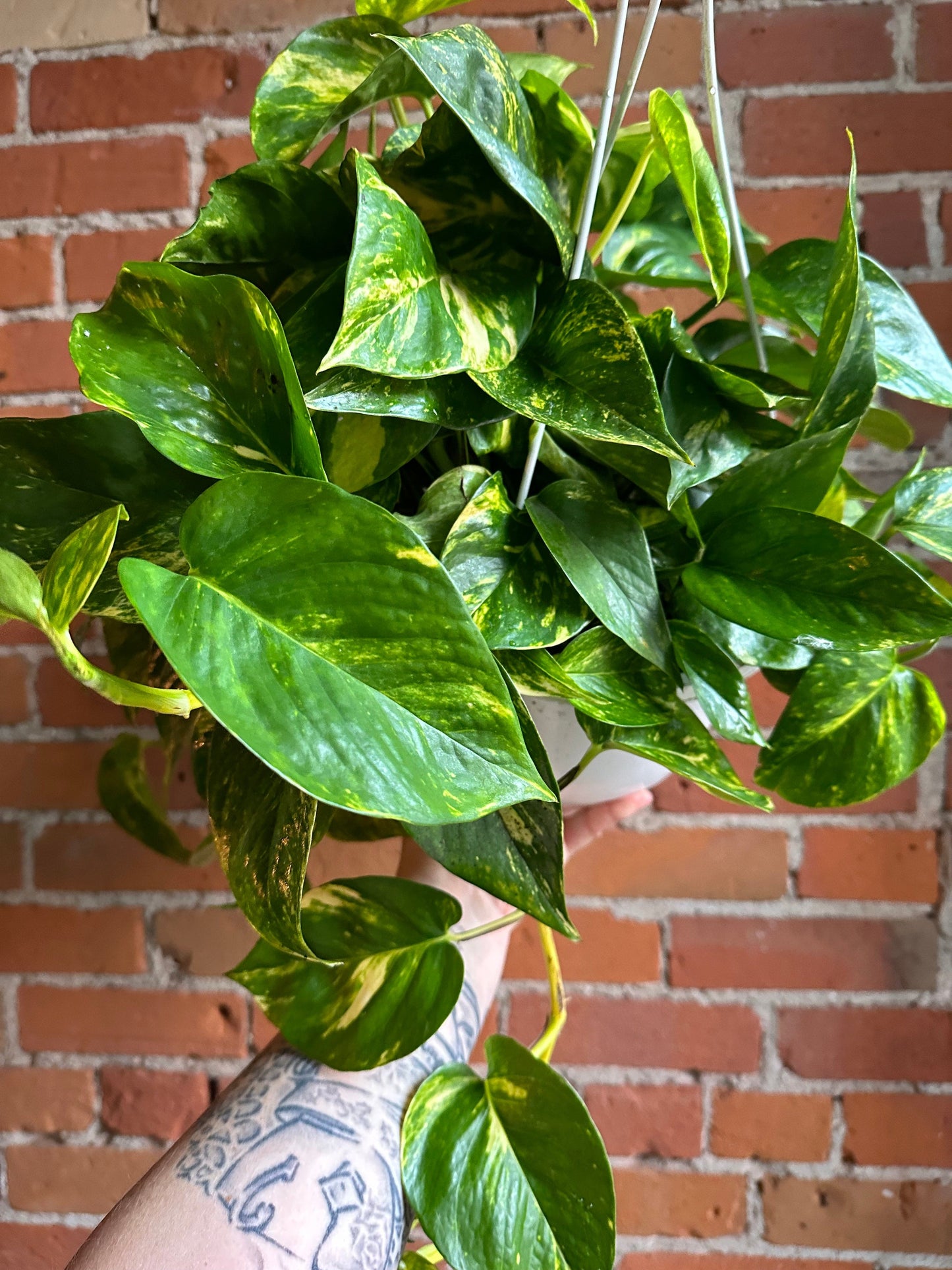 Plant Goals Plant Shop 8" Pothos Golden Hanging Basket
