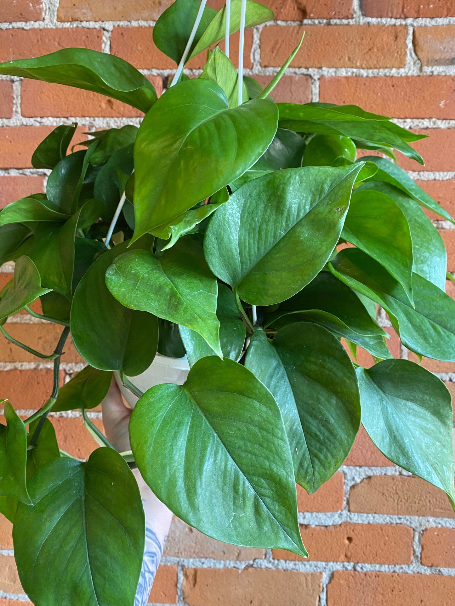 Plant Goals Plant Shop 8" Pothos Green Jade Hanging Basket