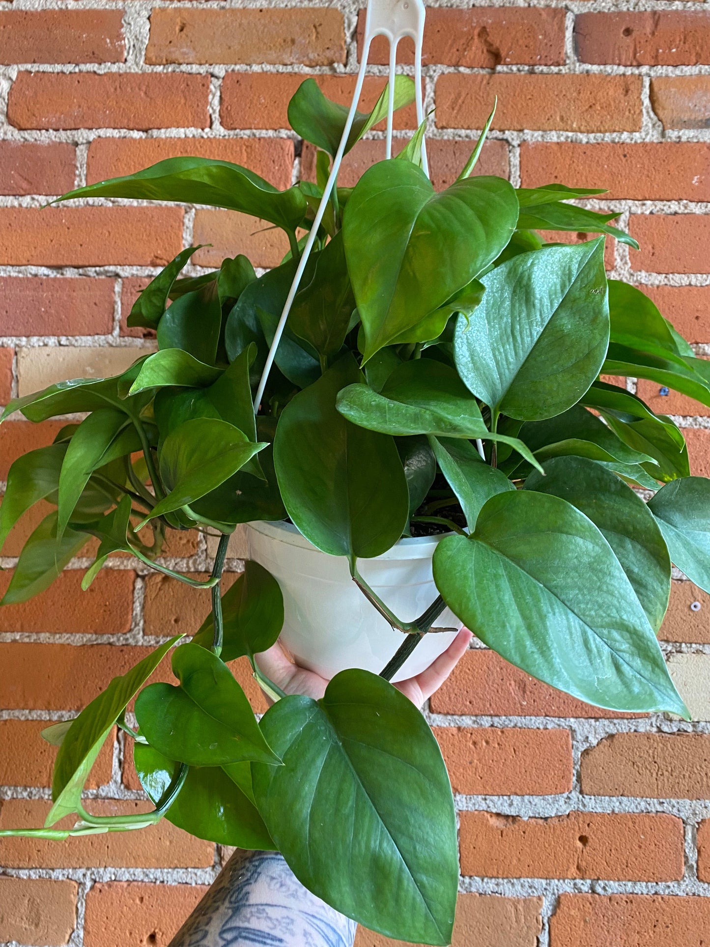 Plant Goals Plant Shop 8" Pothos Green Jade Hanging Basket