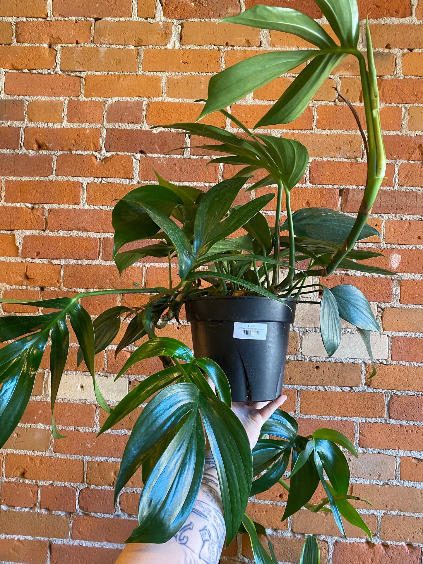 Plant Goals Plant Shop 8" Rhaphidophora Decursiva