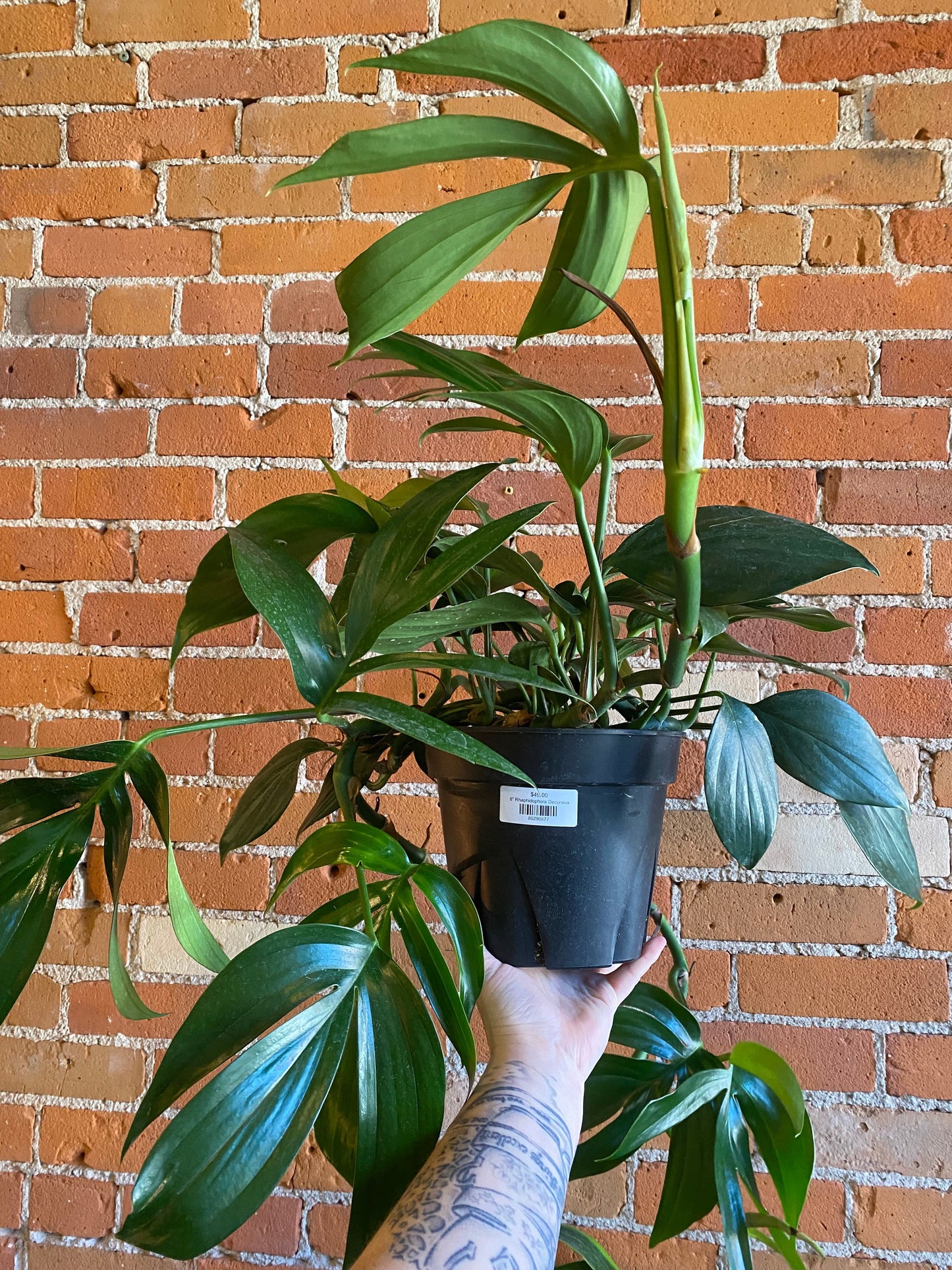 Plant Goals Plant Shop 8" Rhaphidophora Decursiva