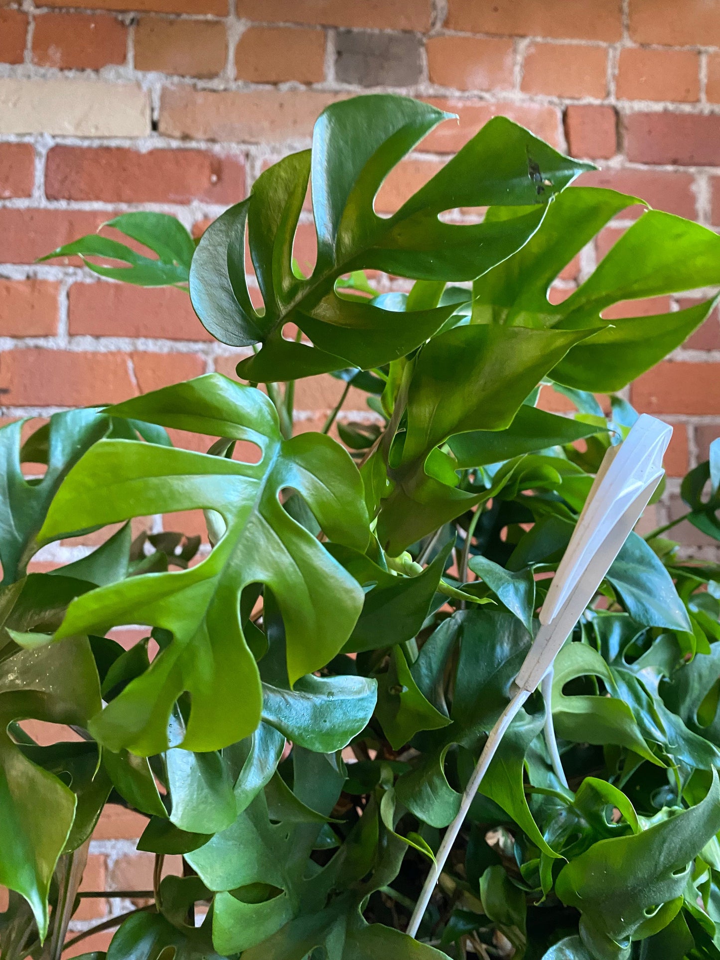 Plant Goals Plant Shop 8" Rhaphidophora Tetrasperma Hanging Basket