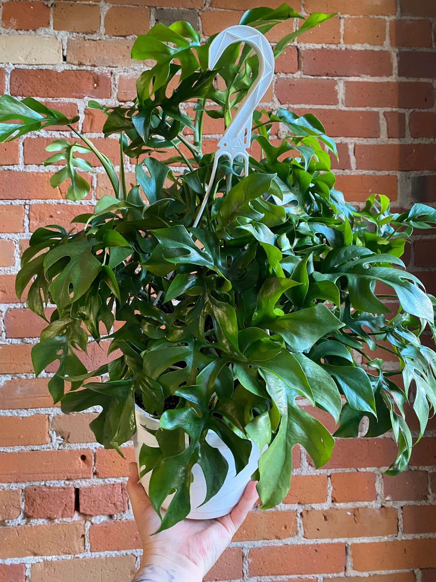 Plant Goals Plant Shop 8" Rhaphidophora Tetrasperma Hanging Basket