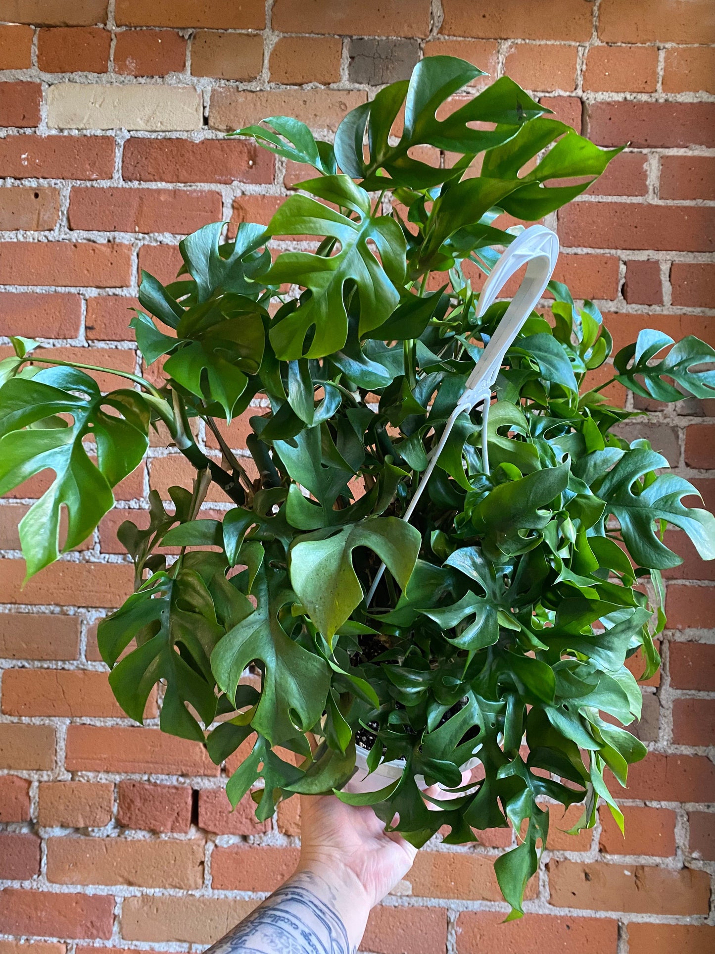 Plant Goals Plant Shop 8" Rhaphidophora Tetrasperma Hanging Basket