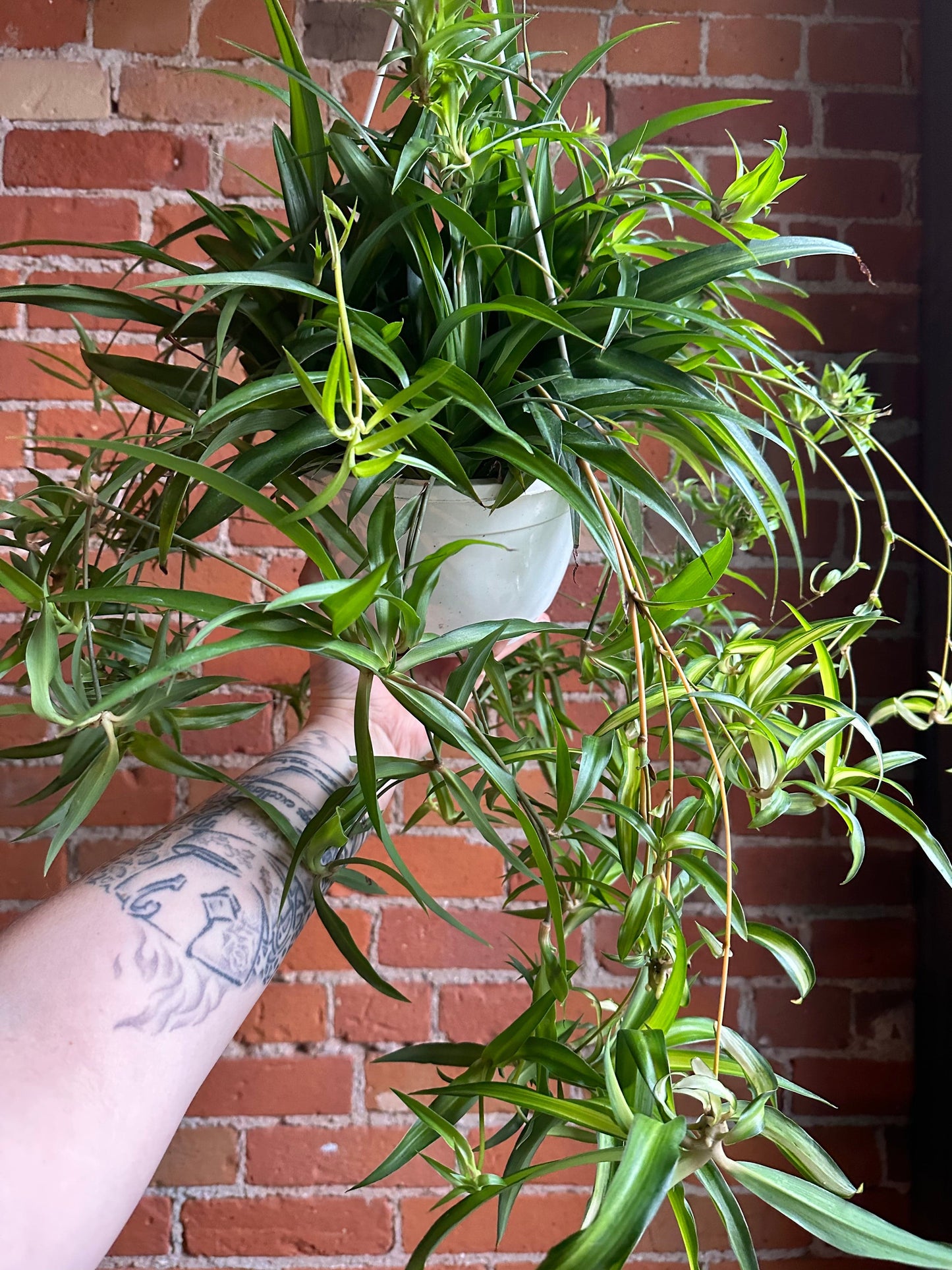 Plant Goals Plant Shop 8" Spider Plant Green Hanging Basket
